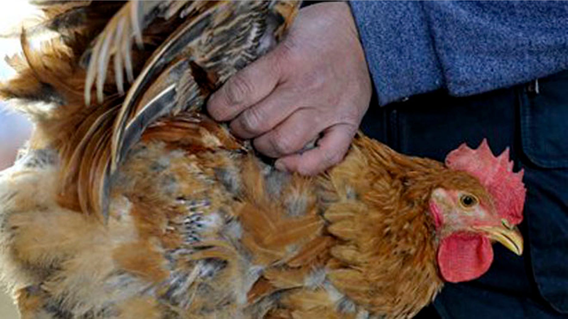 In this Saturday, April 6, 2013 photo, a worker takes excrement samples from a chicken at a closed poultry market in Nanjing in east China's Jiangsu province. Shanghai has reported two more cases of human infection of a new strain of bird flu, raising the number of cases in eastern China to 18. Six of the people who contracted the virus have died. Health officials believe people are contracting the H7N9 virus through direct contact with infected fowl and say there's no evidence the virus is spreading easily between people. (AP Photo) CHINA OUT