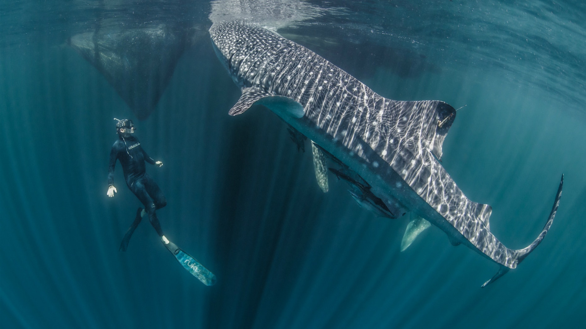 Marine ecologist Mark Erdmann swims with a tagged whale shark in Raja Ampat, Indonesia.