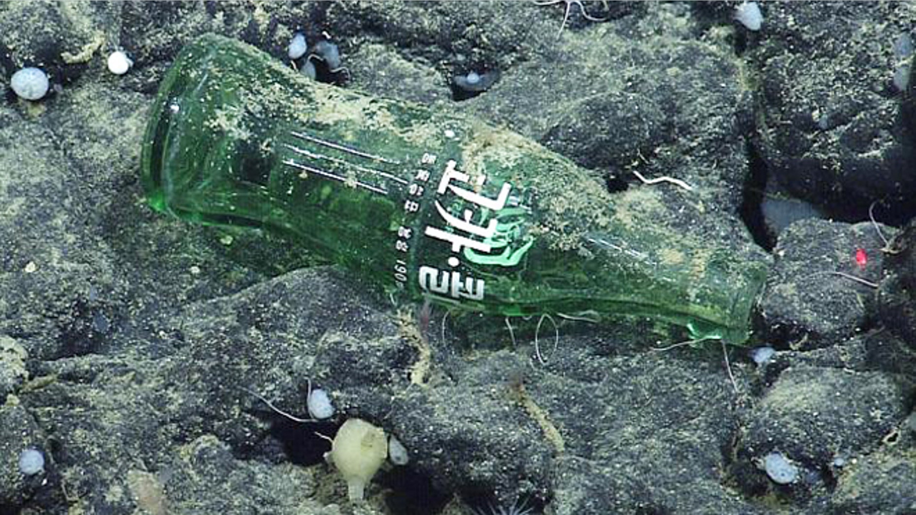 A Coke bottle from Asia found at Davidson Seamount, over a mile below the surface of the ocean