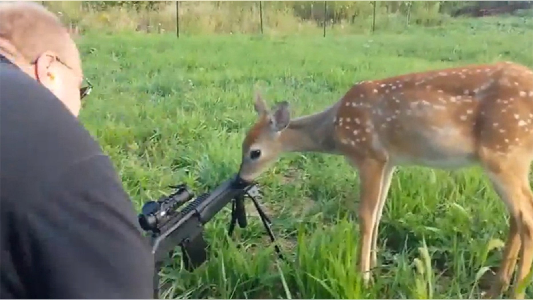 A deer licks the barrel of a hunter's gun.