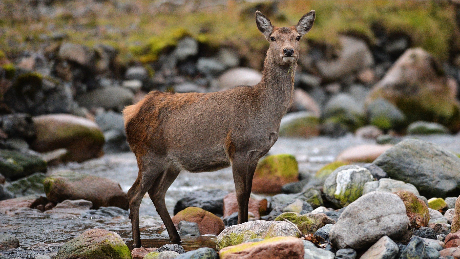 GLEN ETIVE, SCOTLAND - NOVEMBER 04: Scottish red deer graze following the end of the rutting season on November 4, 2015 in Glen Etive, Scotland. The rutting season sees the large red deer stags compete against each other for mating rights and can be heard roaring and bellowing in an attempt to attract the hinds. The rut draws to a close in early November when the males will spend the winter feeding to regain strength for the following year's season. (Photo by Jeff J Mitchell/Getty Images)