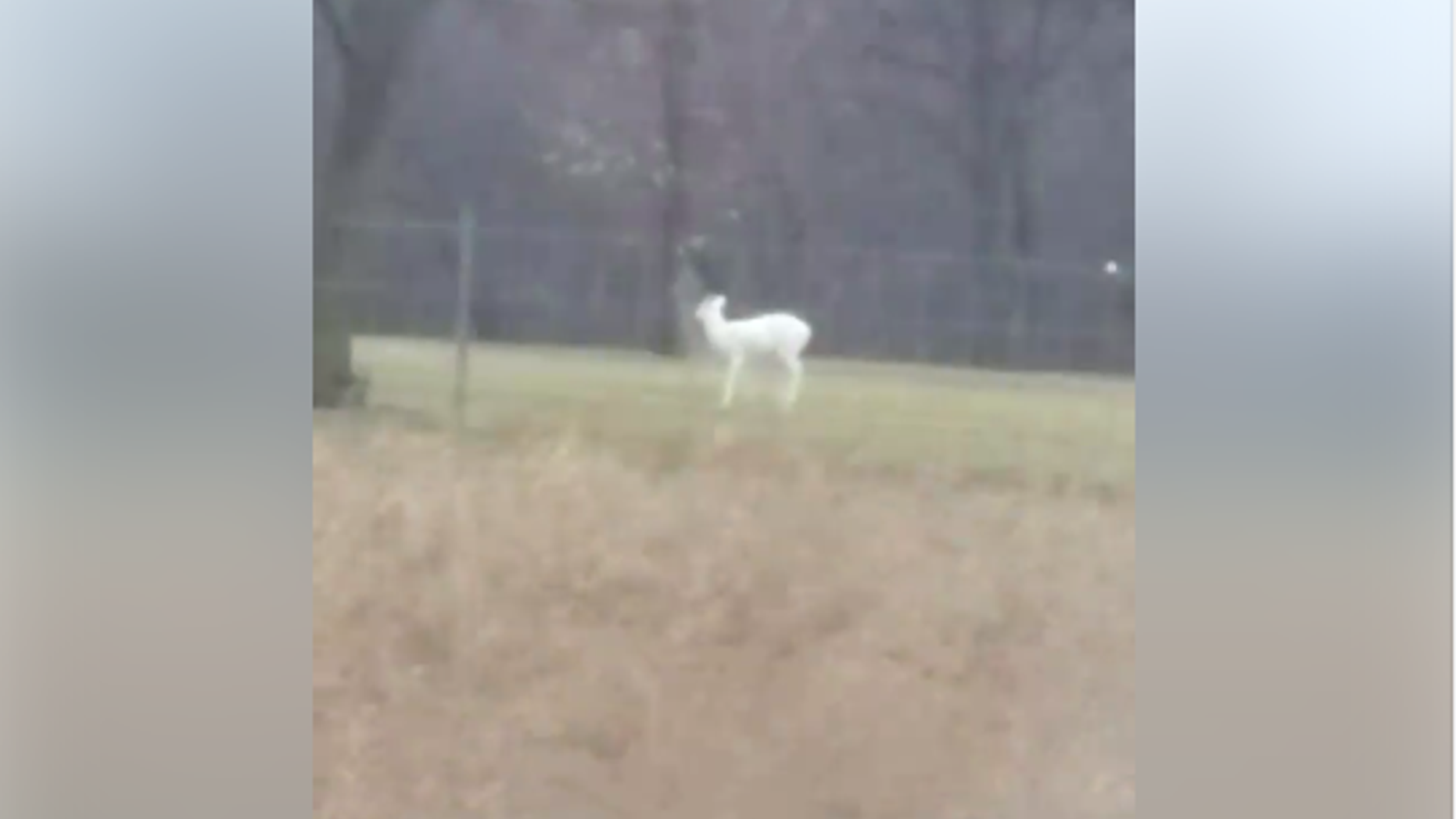 A rare, all white deer is seen in a video captured by Mick McDonald in Michigan on March 31, 2018.
