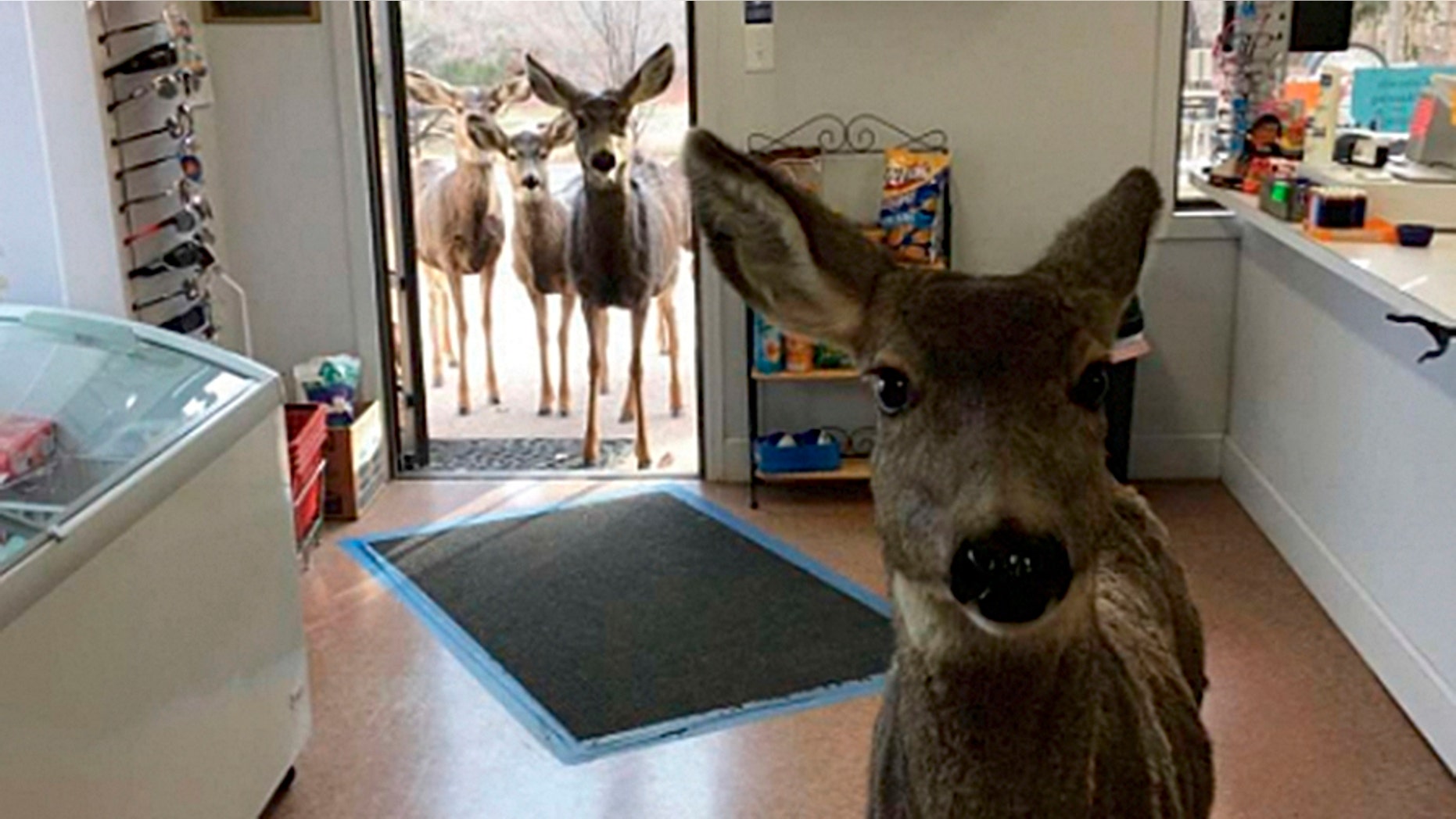 One woman's normal Tuesday turned into an impromptu wildlife photo shoot.