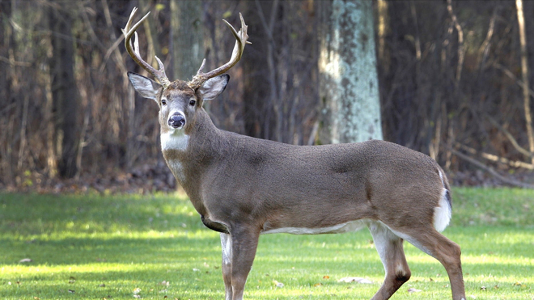 The Indianapolis Star reports that an investigation is ongoing in the reported incident, which occurred Saturday in the front of Jerry Anderson’s home in Richmond. Anderson said the unidentified officer arrived after a young woman struck a deer during an accident on Chester Boulevard. (AP)