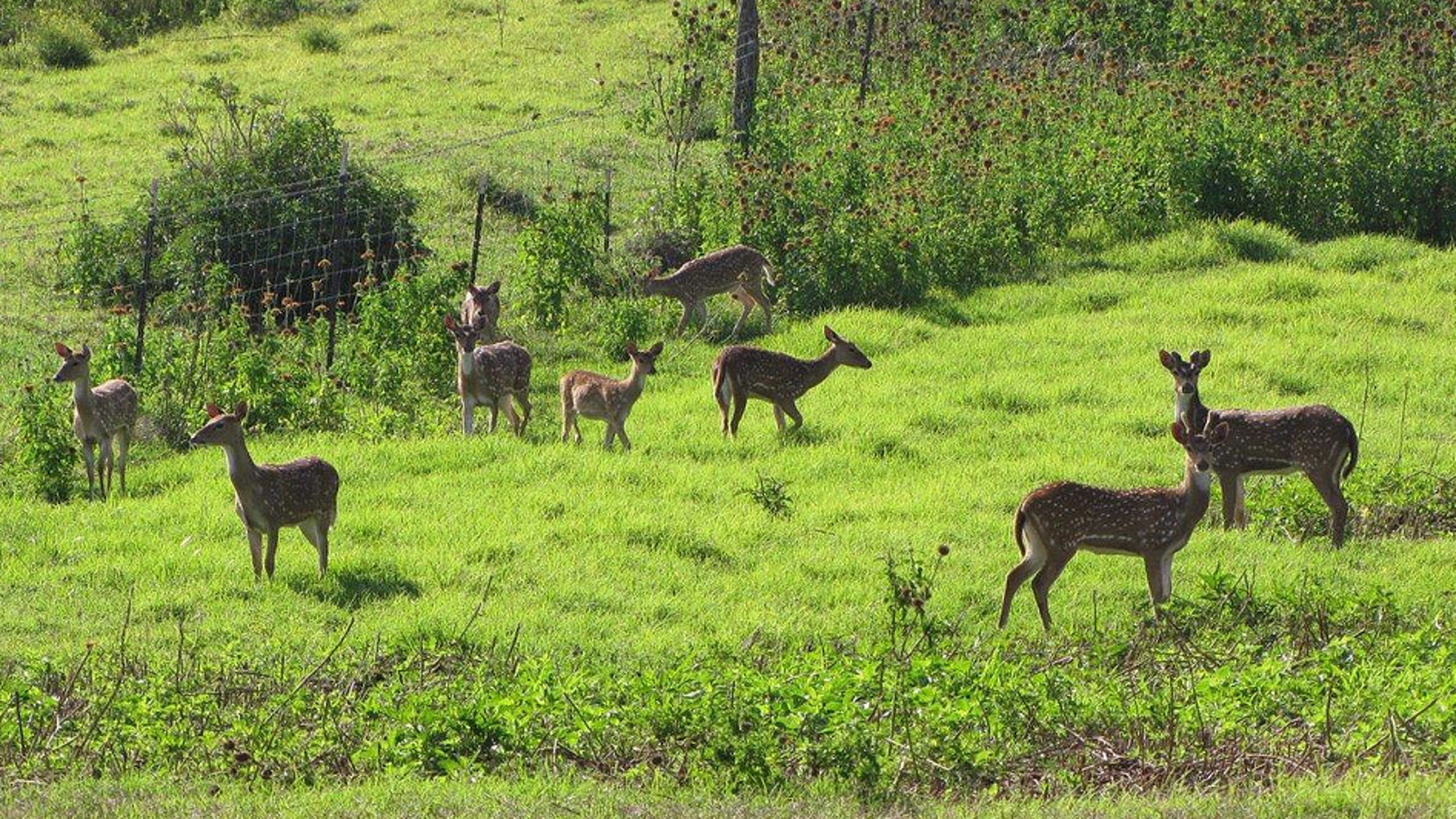 In this April 12, 2012 photo provided by Forest and Kim Starr, axis deer are shown in upcountry Maui near Makawao, Hawaii. In Maui, deer have caused $1 million in damage during the past two years for farmers, ranchers, and resorts, according to a county survey.
