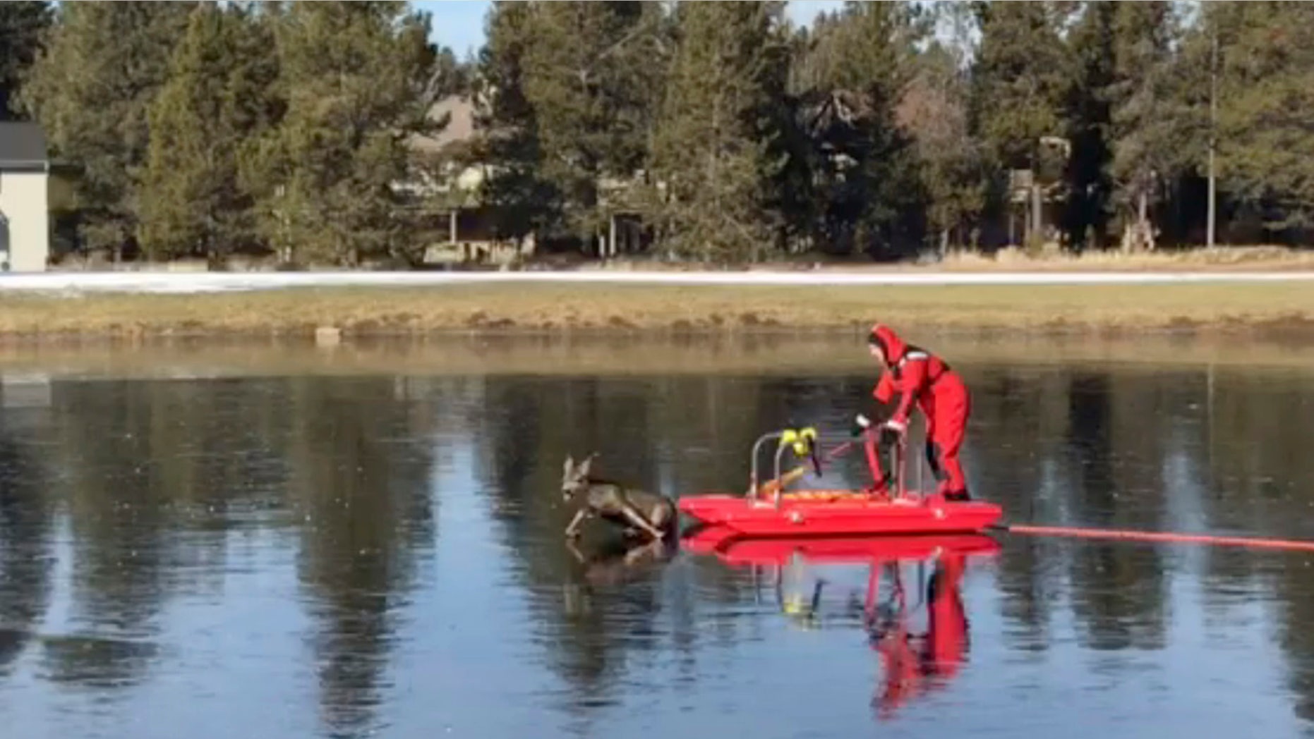 This Friday, Dec. 8, 2017, image made from a video provided by L4262 Sunriver Professional Firefighters shows firefighter Jeff "JJ" Johnston using an ice-rescue sled to gently nudge a deer off a frozen pond in Sunriver, Ore