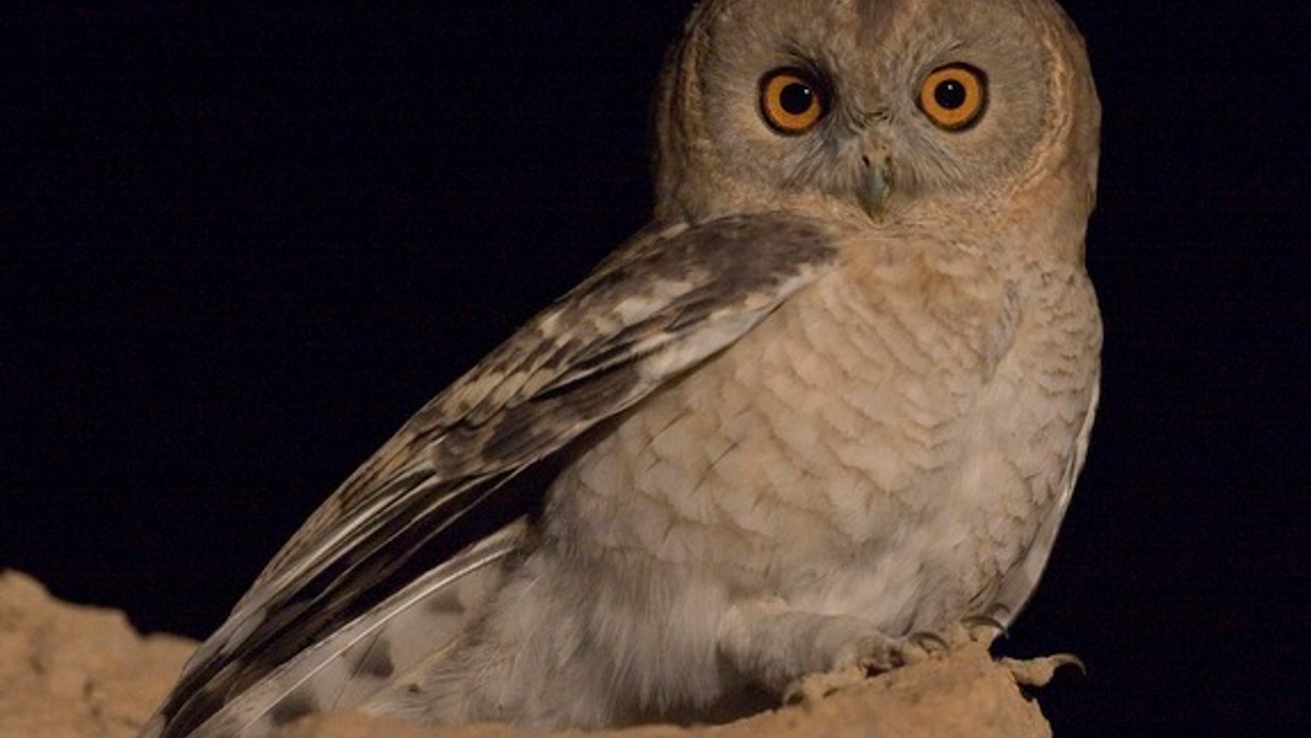 The tawny desert owl (Strix hadorami), once mistaken for another species of owl, lives in Middle Eastern countries, such as Israel, Egypt and Jordan.