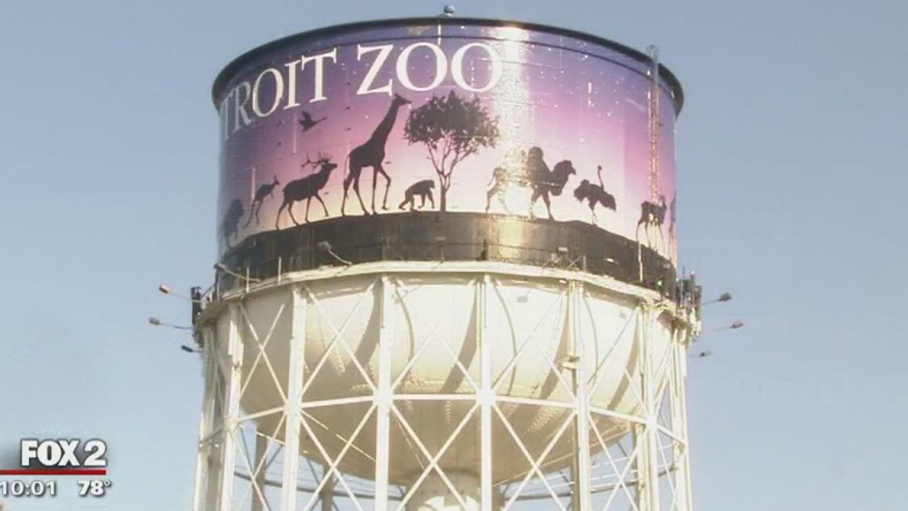 A wild coyote is on the loose at the Detroit Zoo.
