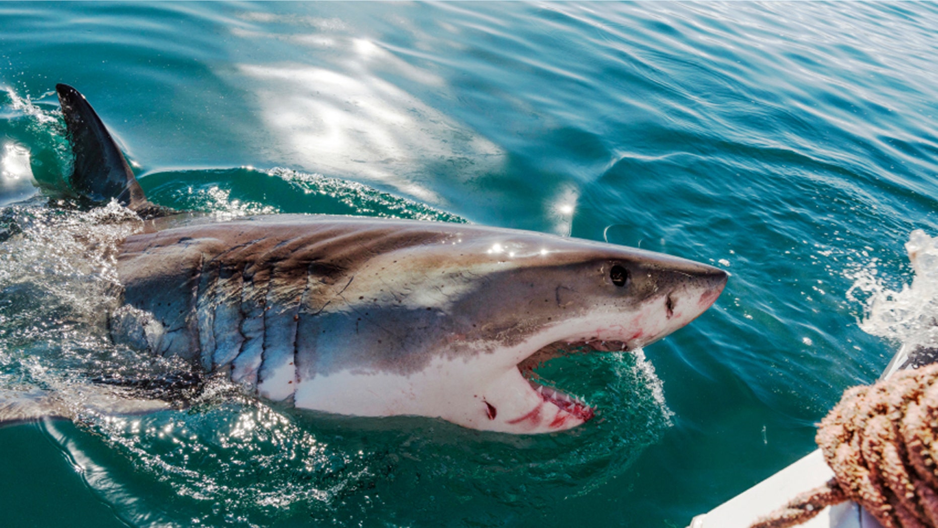 Australia saw a rise in shark attacks during 2015.