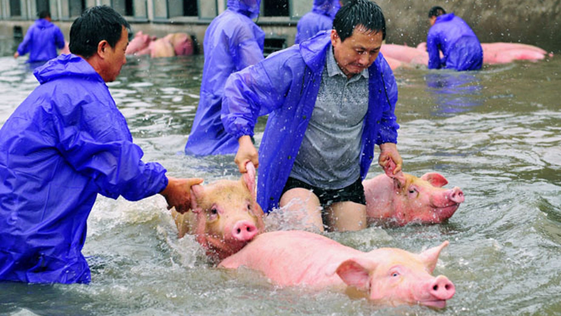 Employees save pigs from a flooded farm in Lu'an, Anhui Province, China