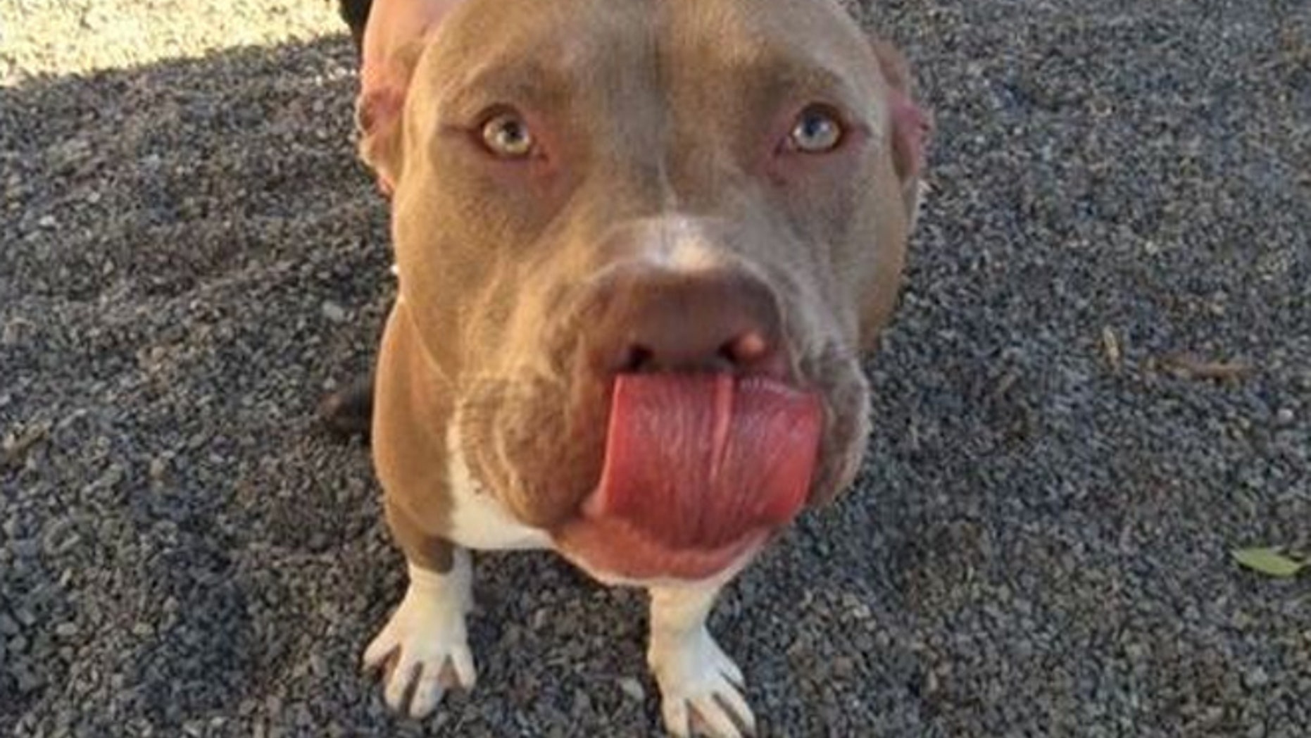 Choppa appeared hundreds of miles away from the Brooklyn yard where he disappeared.