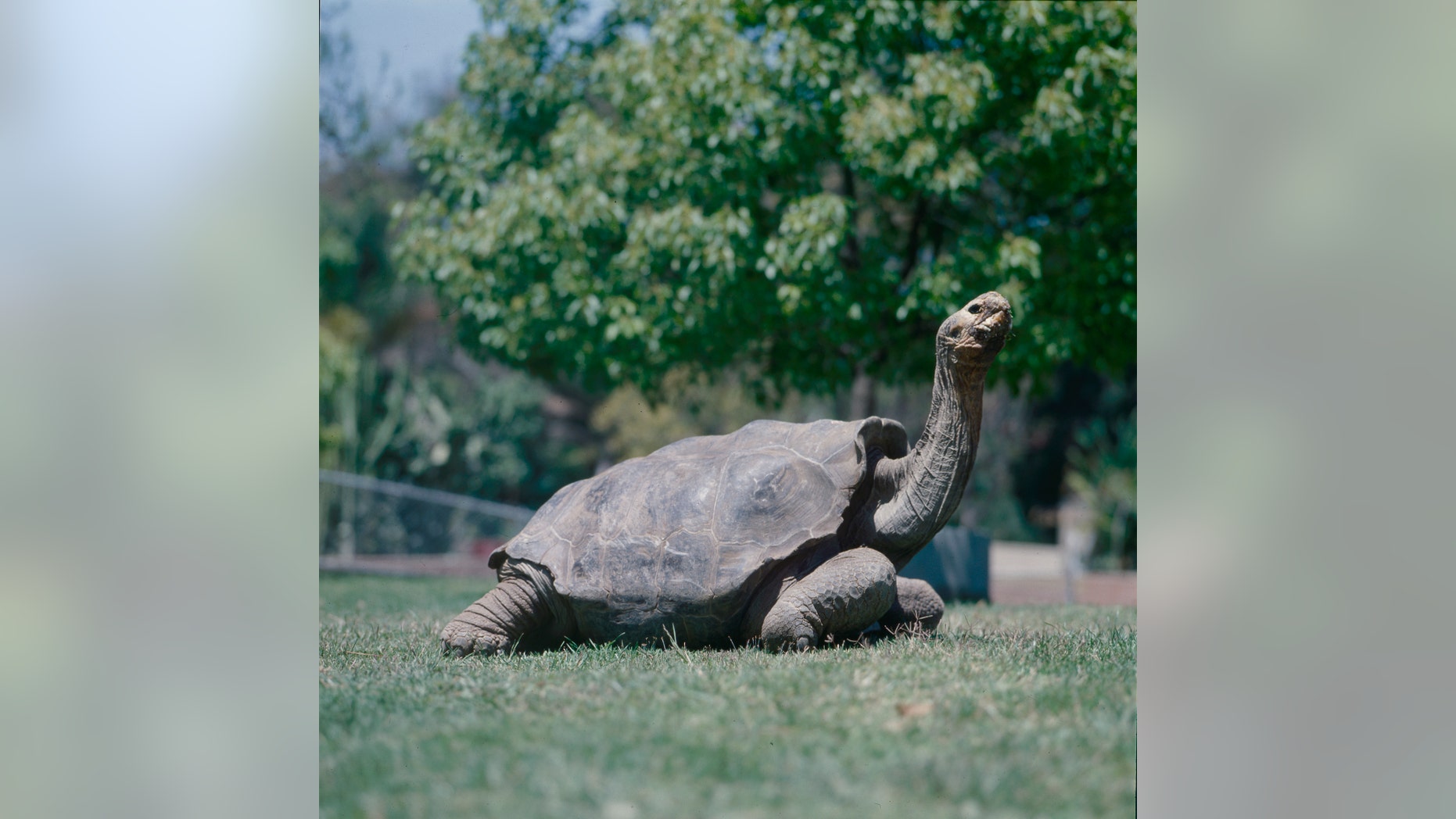 File photo of Diego (San Diego Zoo).