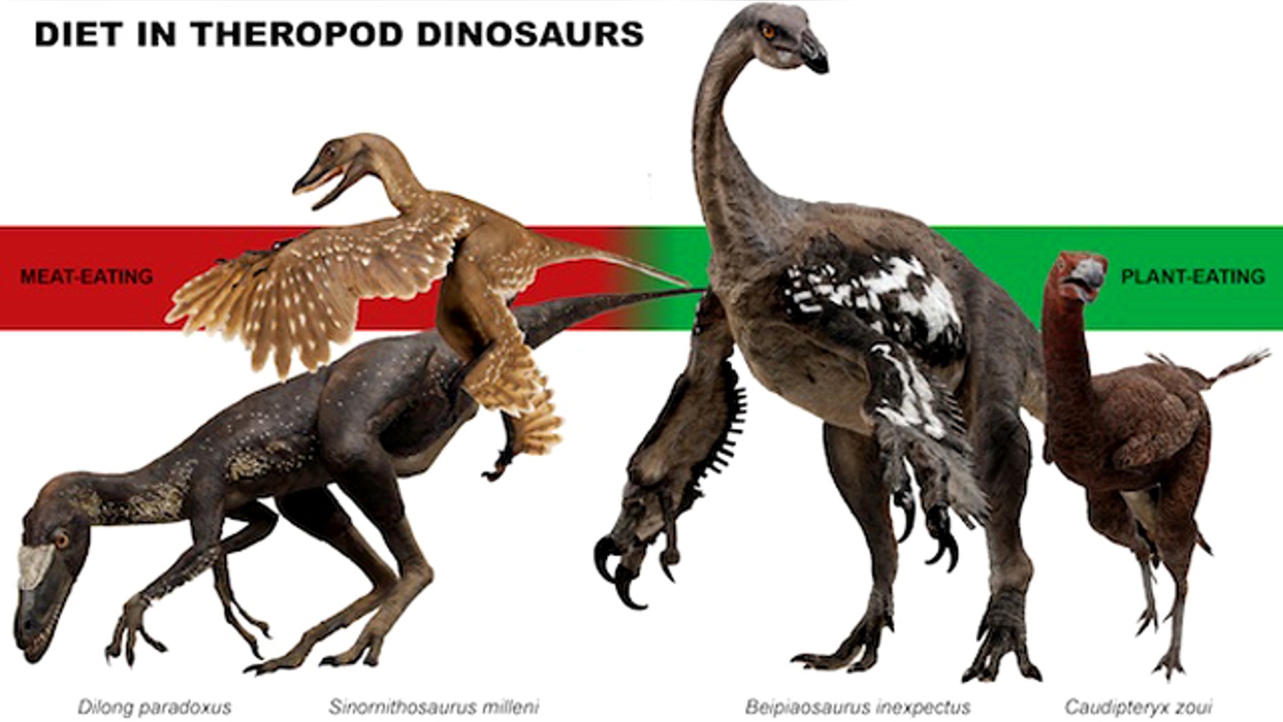 A new study finds many more coelurosaur plant-eaters than previously known.