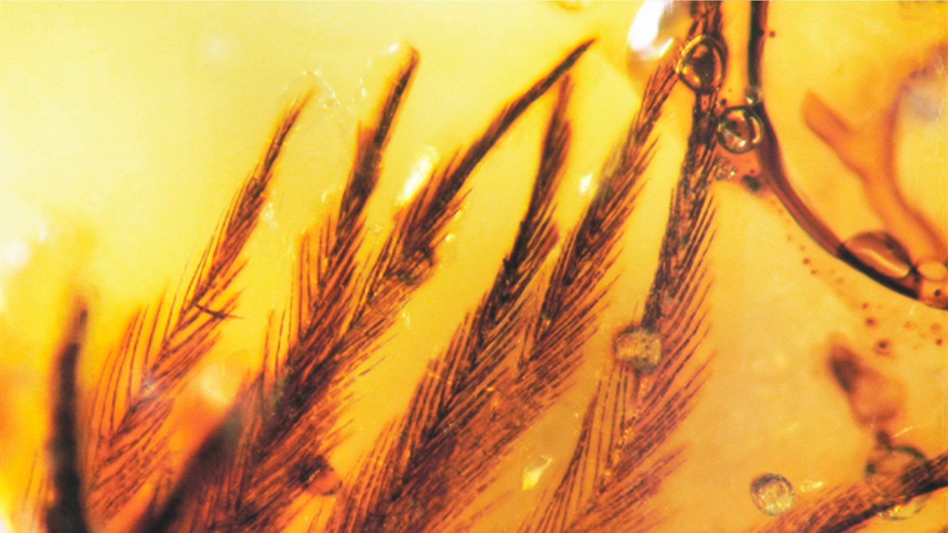 This clump of dinosaur feather barbs preserved in Canadian Late Cretaceous amber gives clues about dino-diversity.