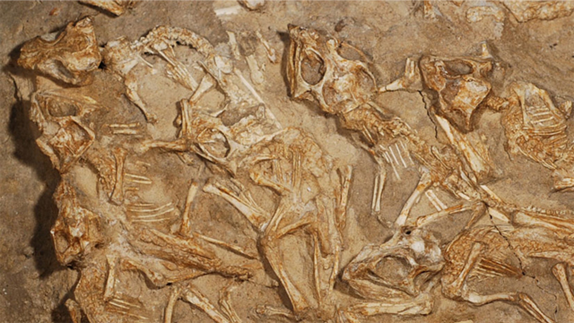 The dinosaur remains in the nest. Researchers believe sand entombed the dinosaur family while the members were still alive.