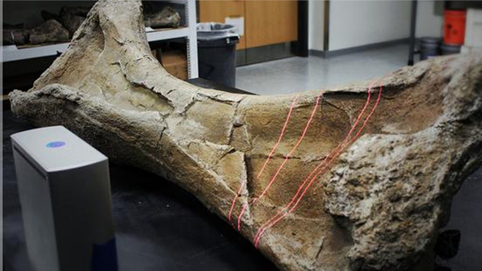 A foreleg bone from a Paralititan stromeri, the second-most massive dinosaur species ever discovered, gets a laser scan in preparation for 3-D printing.