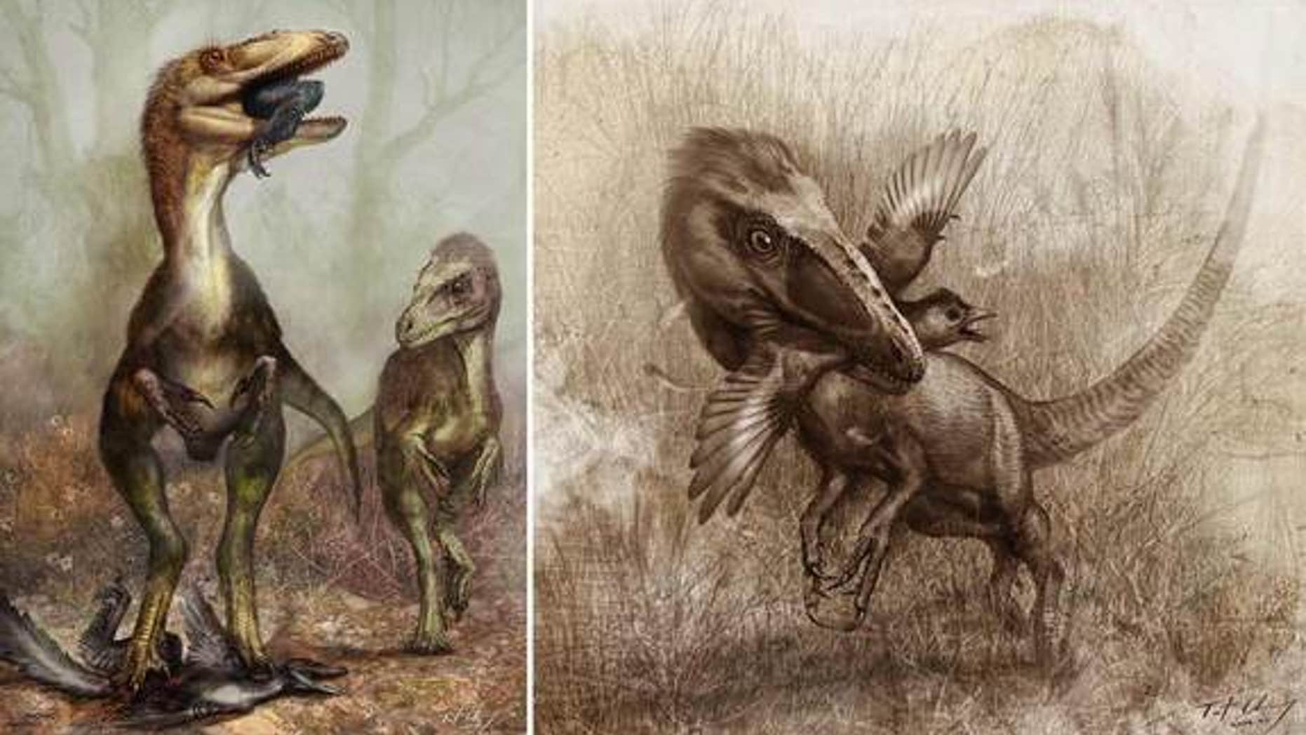 Gut contents of the dinosaur Sinocalliopteryx gigas suggest the predator chowed on cat-size feathered dinosaurs called Sinornithosaurus (illustrated in left panel), as well as crow-size birds known as Confuciusornis (right).
