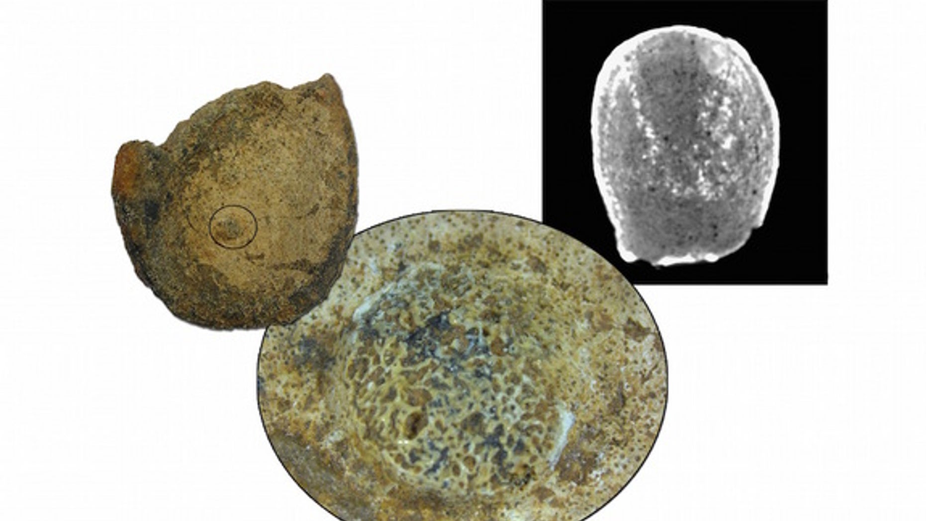 A section of vertebra from the dinosaur's tail with a detail of the osteoma and the polka-dot-like hemangioma.
