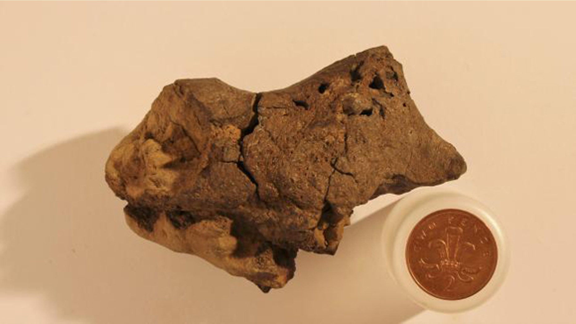 This undated image shows the first known example of fossilized brain tissue from a dinosaur, placed next to a one-pence coin for scale