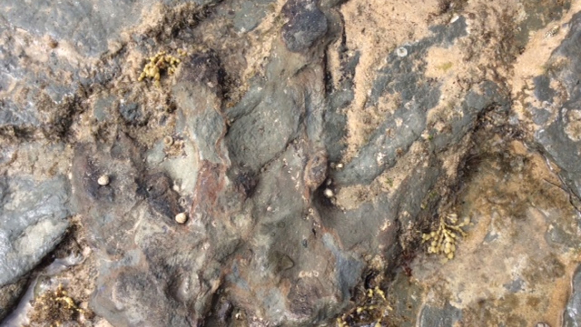 The vandalized dinosaur footprint (credit: Parks Victoria)