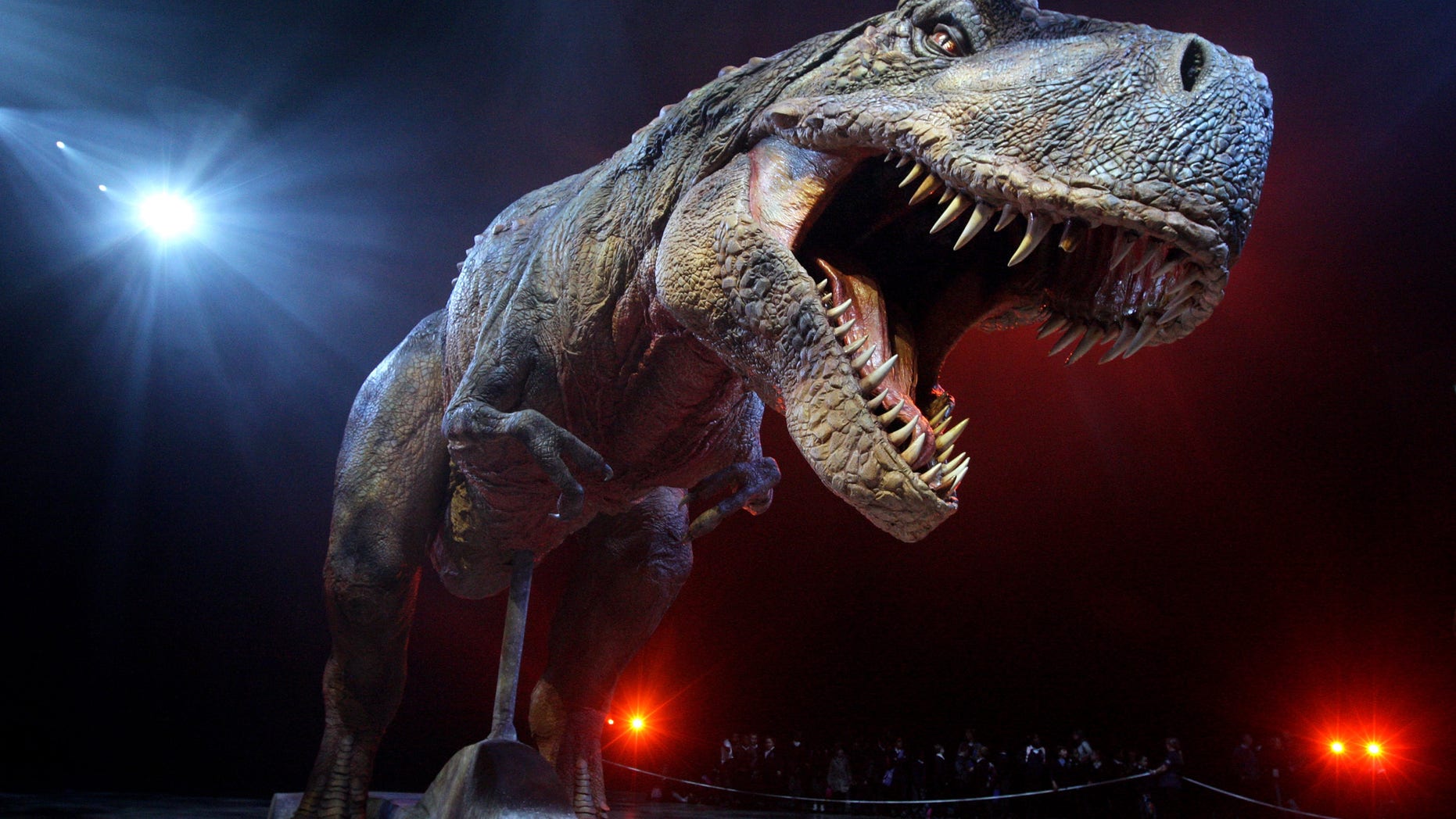 LONDON - MARCH 18: An adult Tyrannosaurs Rex robotic dinosaur performs in the O2 arena ahead of the forthcoming European leg of the live show 'Walking With Dinosaurs' on March 18, 2009 in London, England. The live arena show, which has already toured throughout North America, tours the UK from July 2009. The £10 million show features 15 mechanical life-sized dinosaurs and is based upon the hit BBC TV series of the same name. (Photo by Oli Scarff/Getty Images)