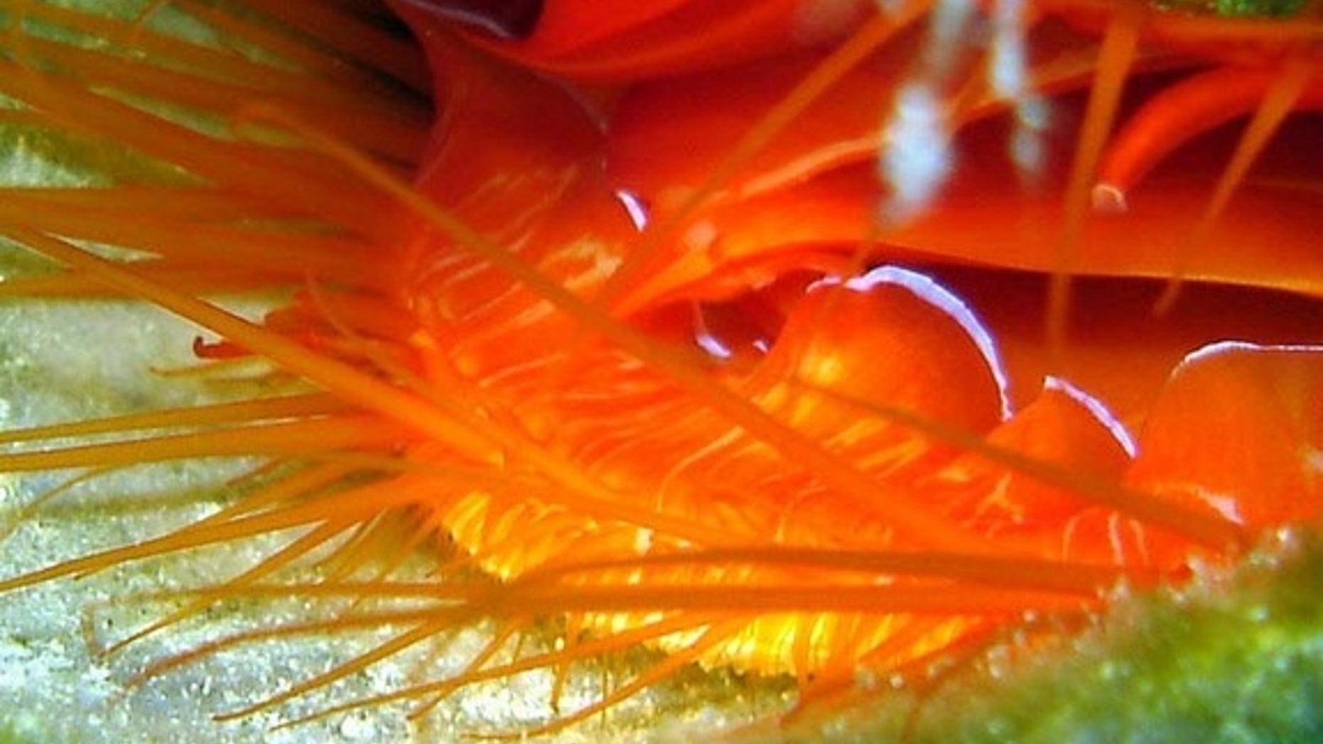 Disco clams create a rippling light show as light reflects off tiny silica balls on their bodies.