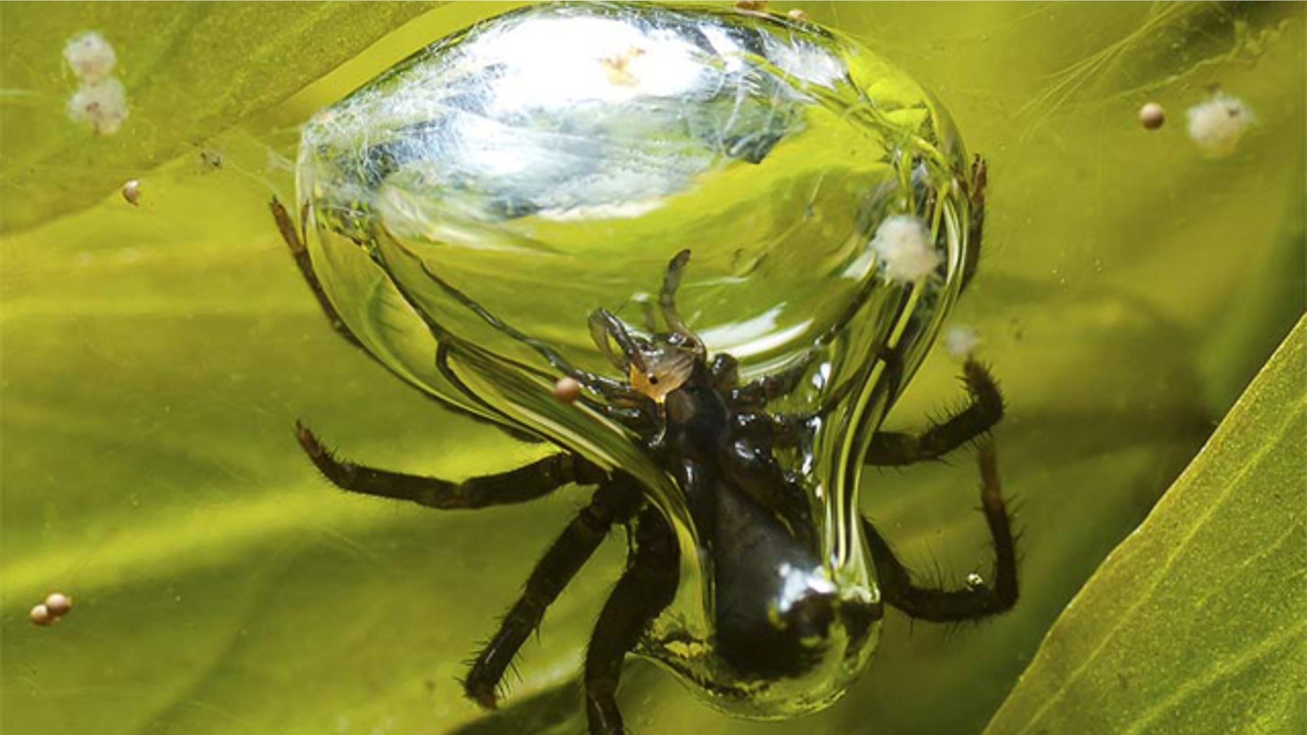 A diving bell spider has snagged a water flea and is consuming the prey inside the air-bubble chamber.