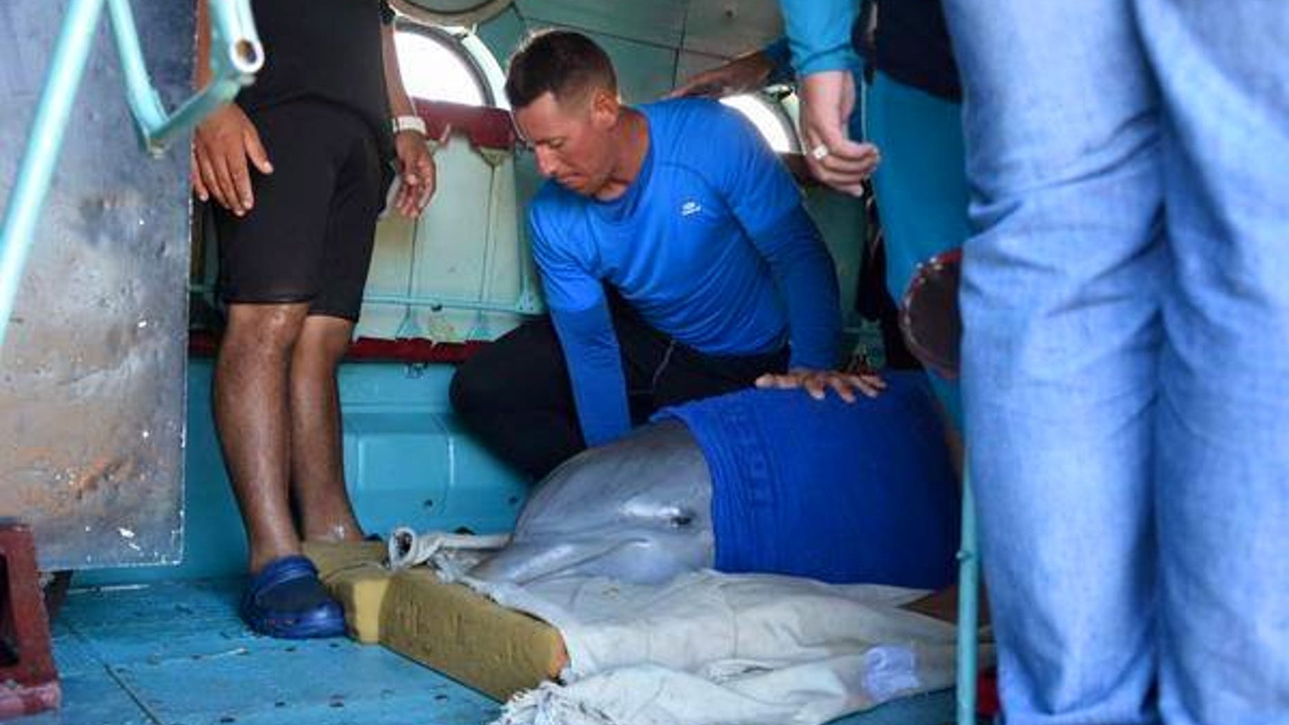 One of six dolphins is prepared for transport from a Cuban dolphinarium Friday, ahead of the arrival of Hurricane Irma.