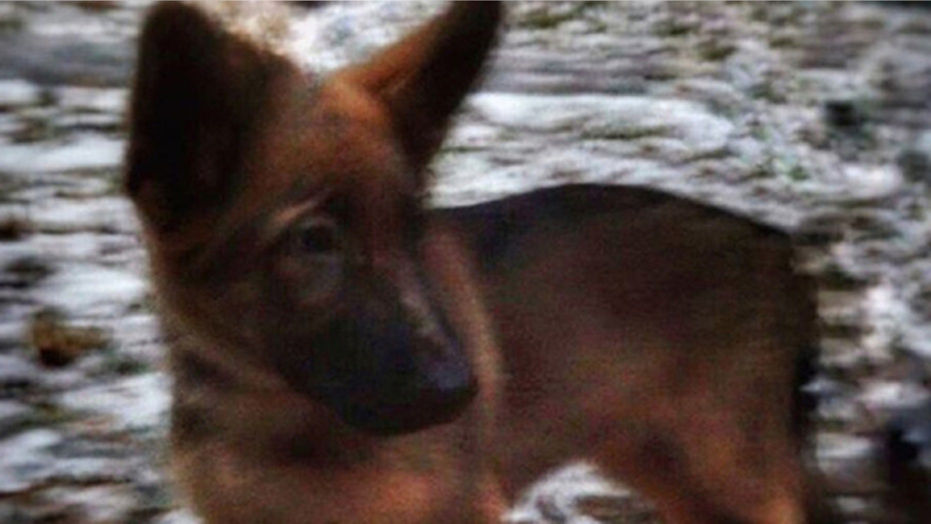 Dobrynya, police puppy. (Russian Interior Ministry)