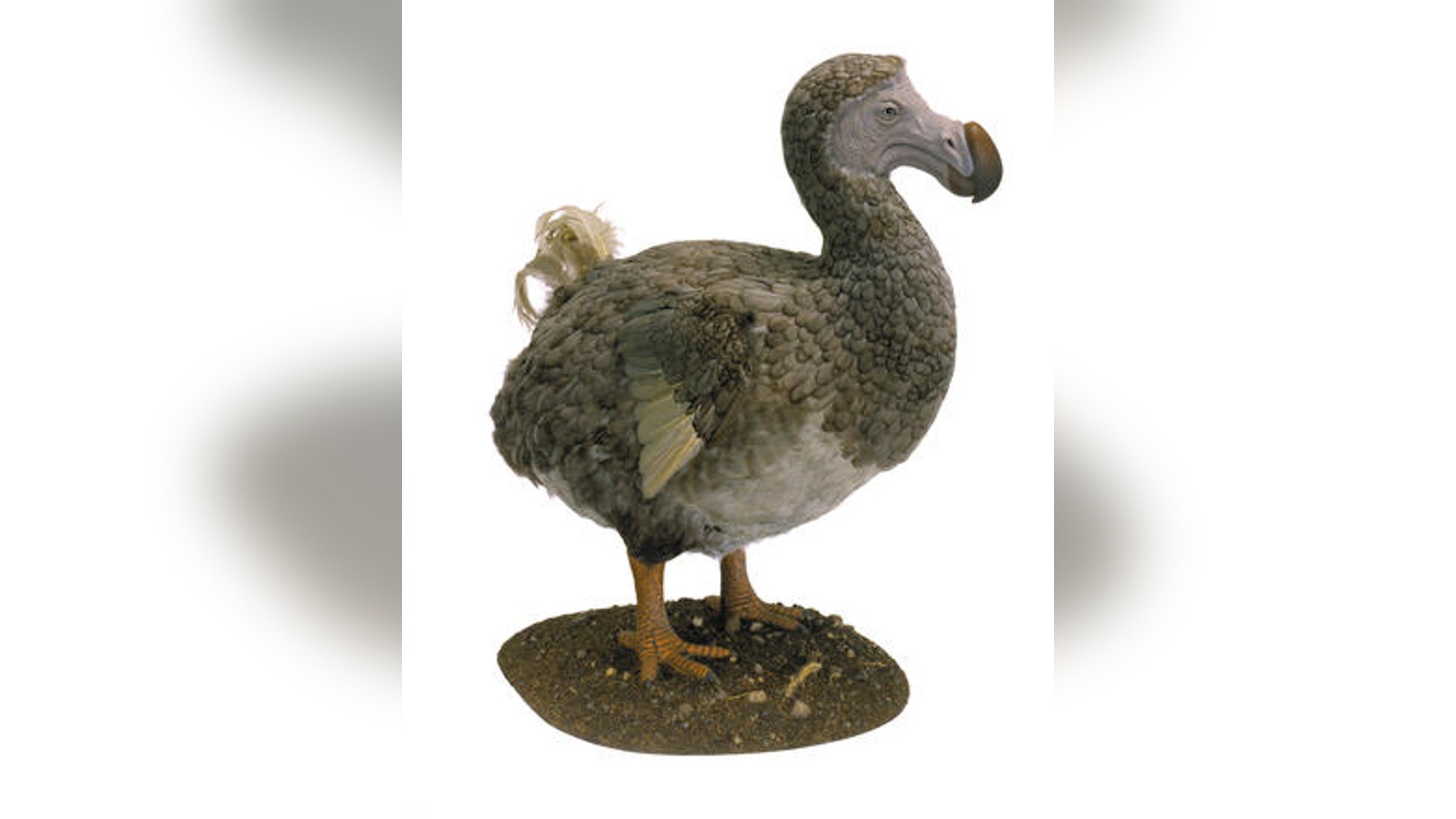 A model of a dodo that will be on display in the Museum’s upcoming exhibition about the relationships between birds and dinosaurs, Dinosaurs Among Us. (AMNH/C. Chesek)