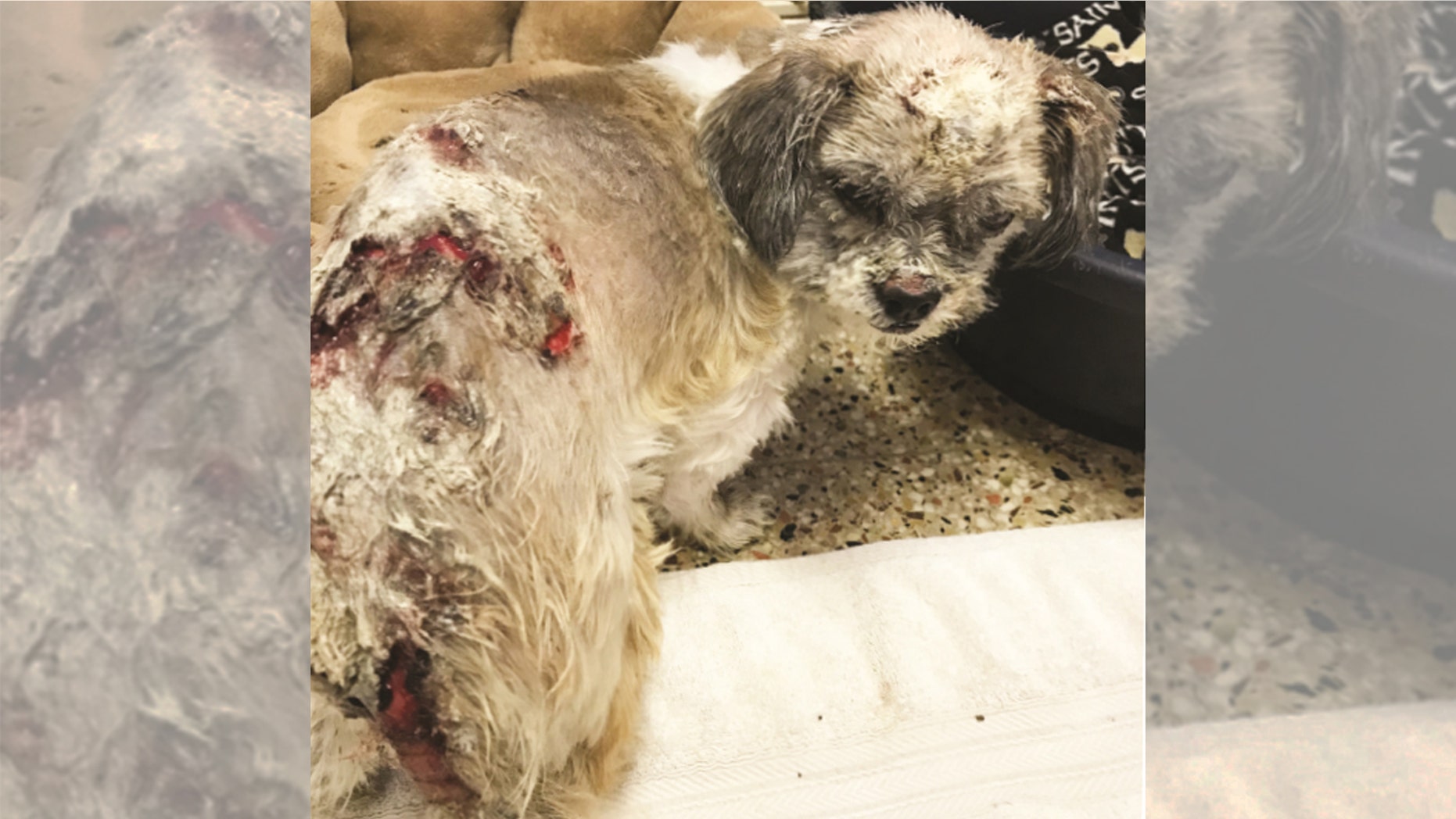 PETA is offering a $5,000 reward to anyone with information about whomever poured chemicals on a 2-year-old dog.