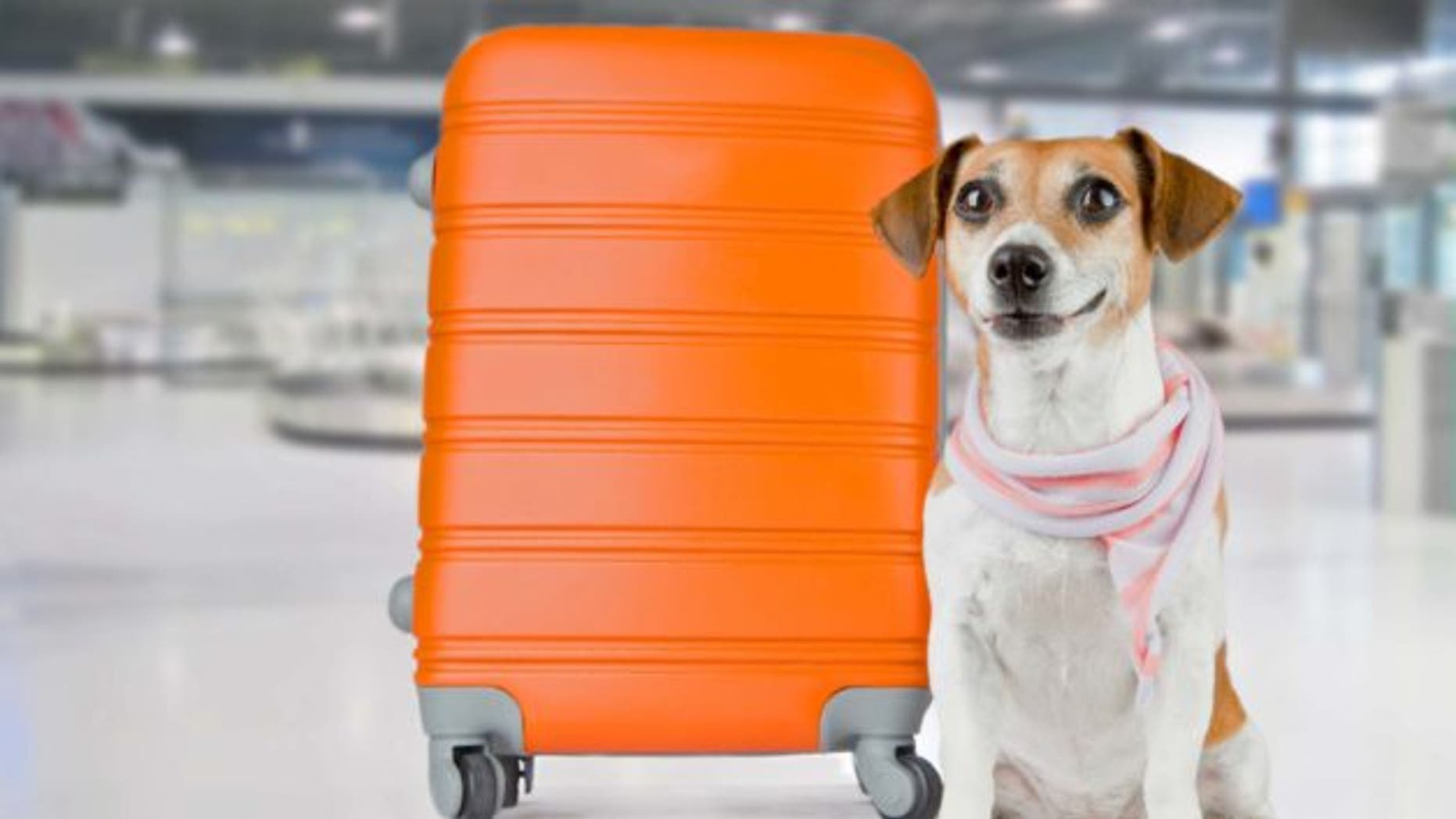 dog-abroad