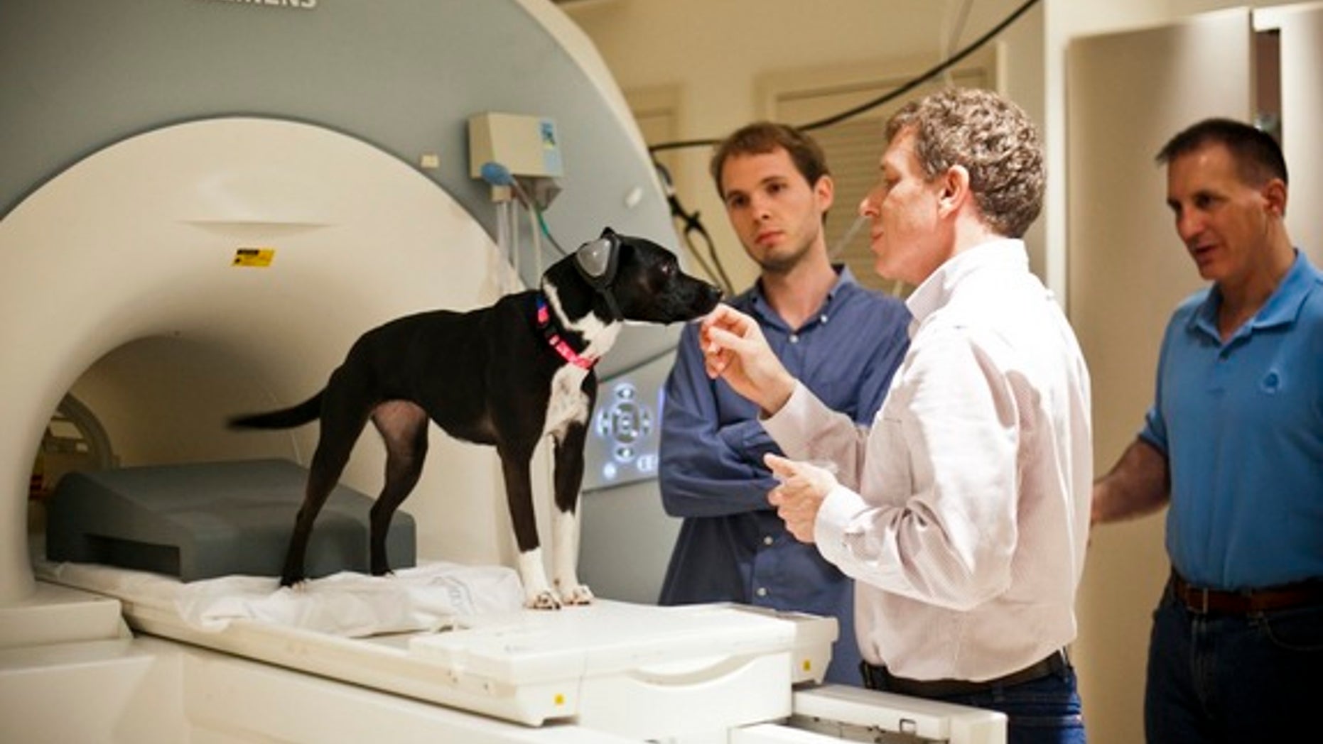 Callie wears ear protection as she prepares to enter the scanner. The research team includes, from left, Andrew Brooks, Gregory Berns and Mark Spivak.