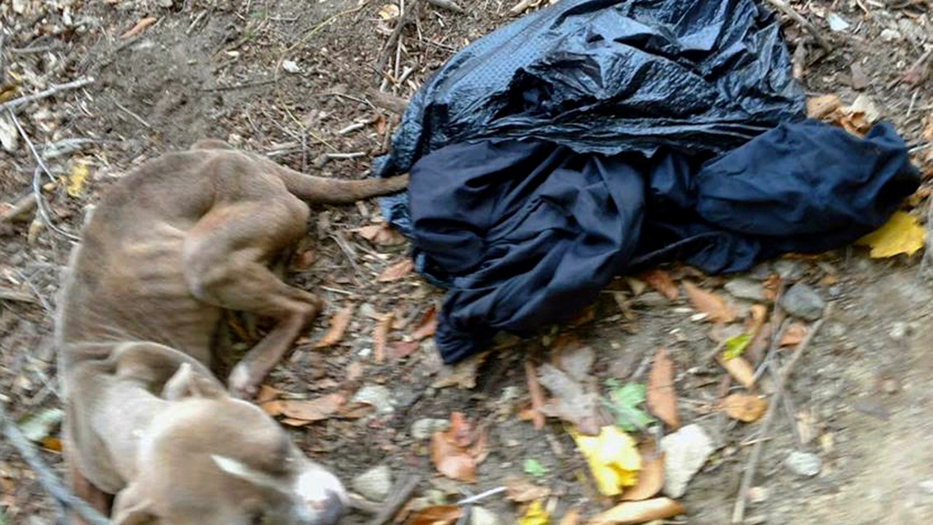 This Nov. 23, 2016, photo provided by Barbara Adams via the Pennsylvania Society for the Prevention of Cruelty to Animals, shows the emaciated dog she noticed inside a trash bag that day in Wissahickon Valley Park in Philadelphia.
