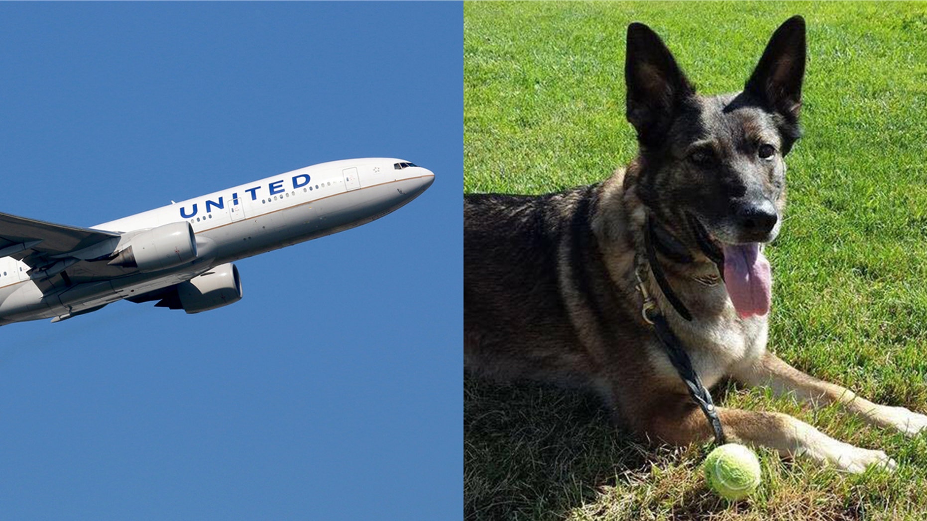 United sent a family's dog, Irgo, to Japan instead of Kansas by mistake.