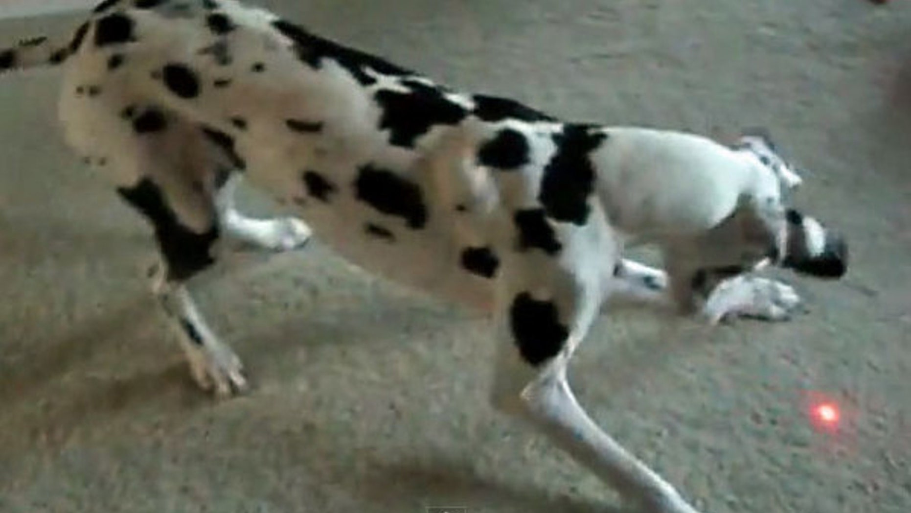 A dalmation chasing a laser beam.