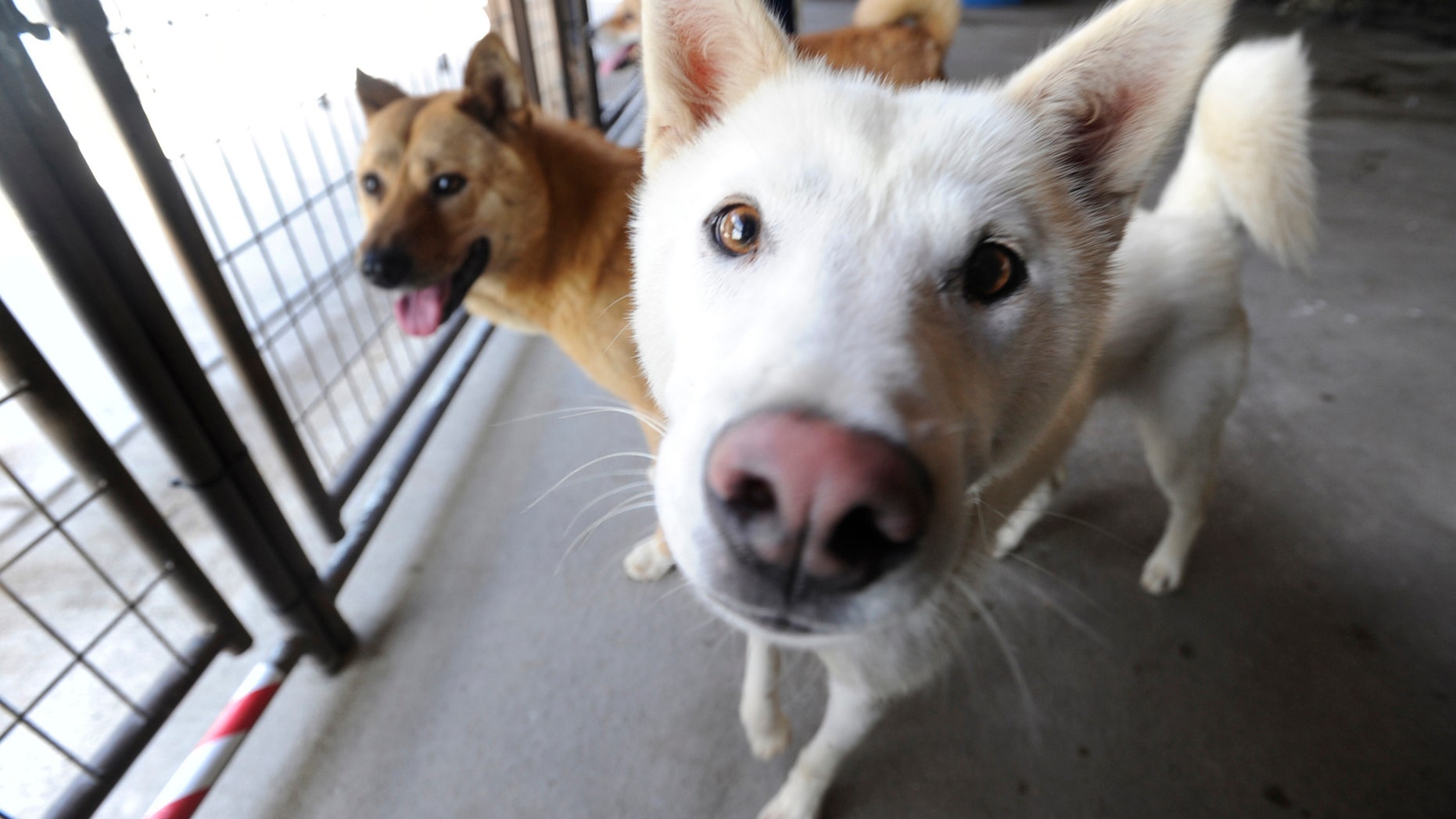Some of the dogs who were rescued before they would have been killed for meat in South Korea.