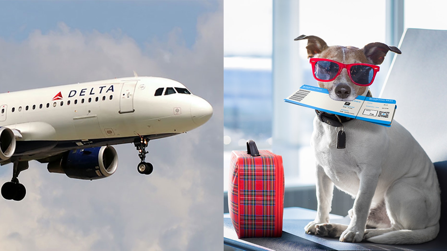 Delta tightens requirements on service and support animals amid