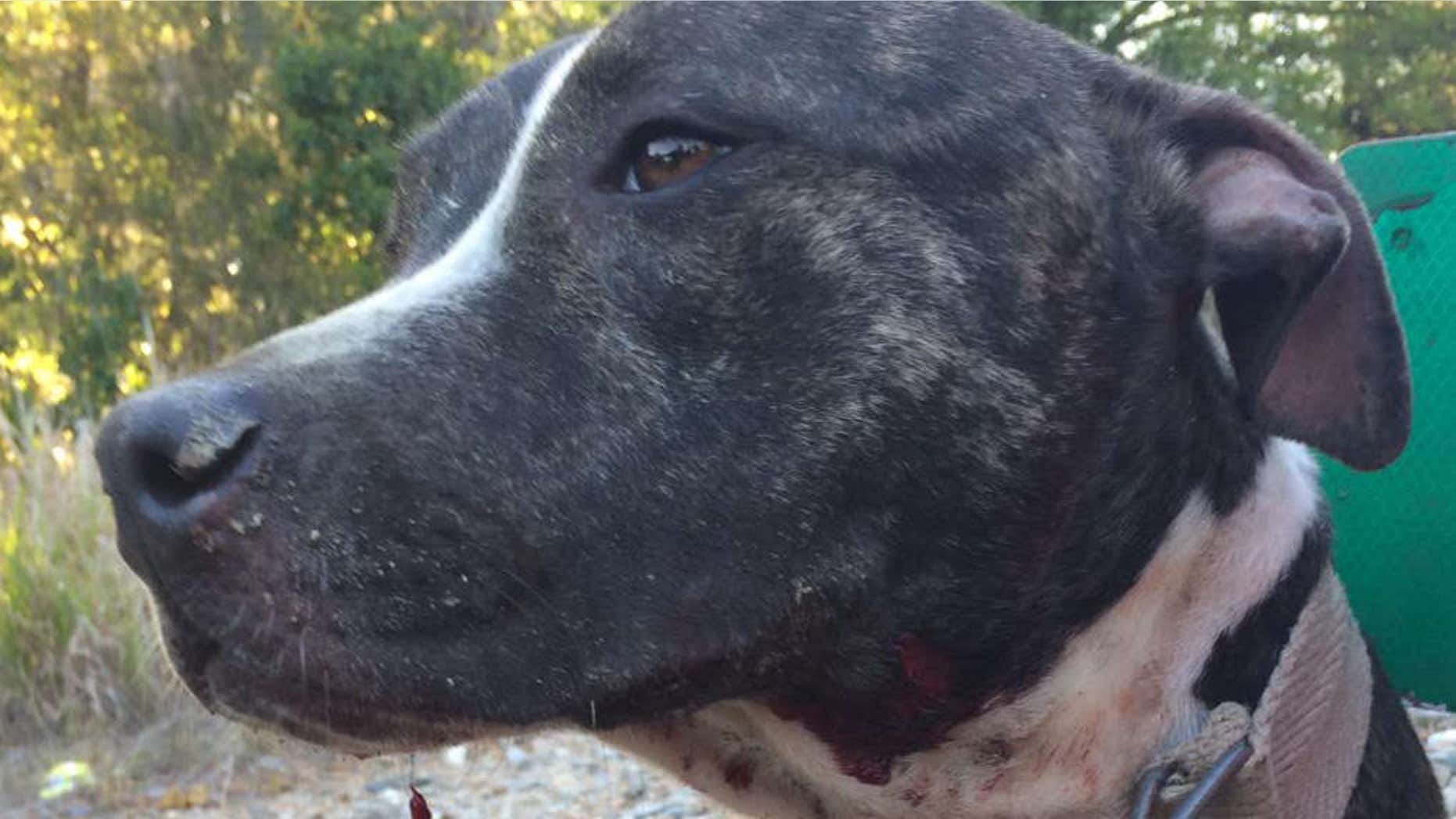 March 4, 2015: Photo of "R&R," rescued from train tracks by Tampa police,