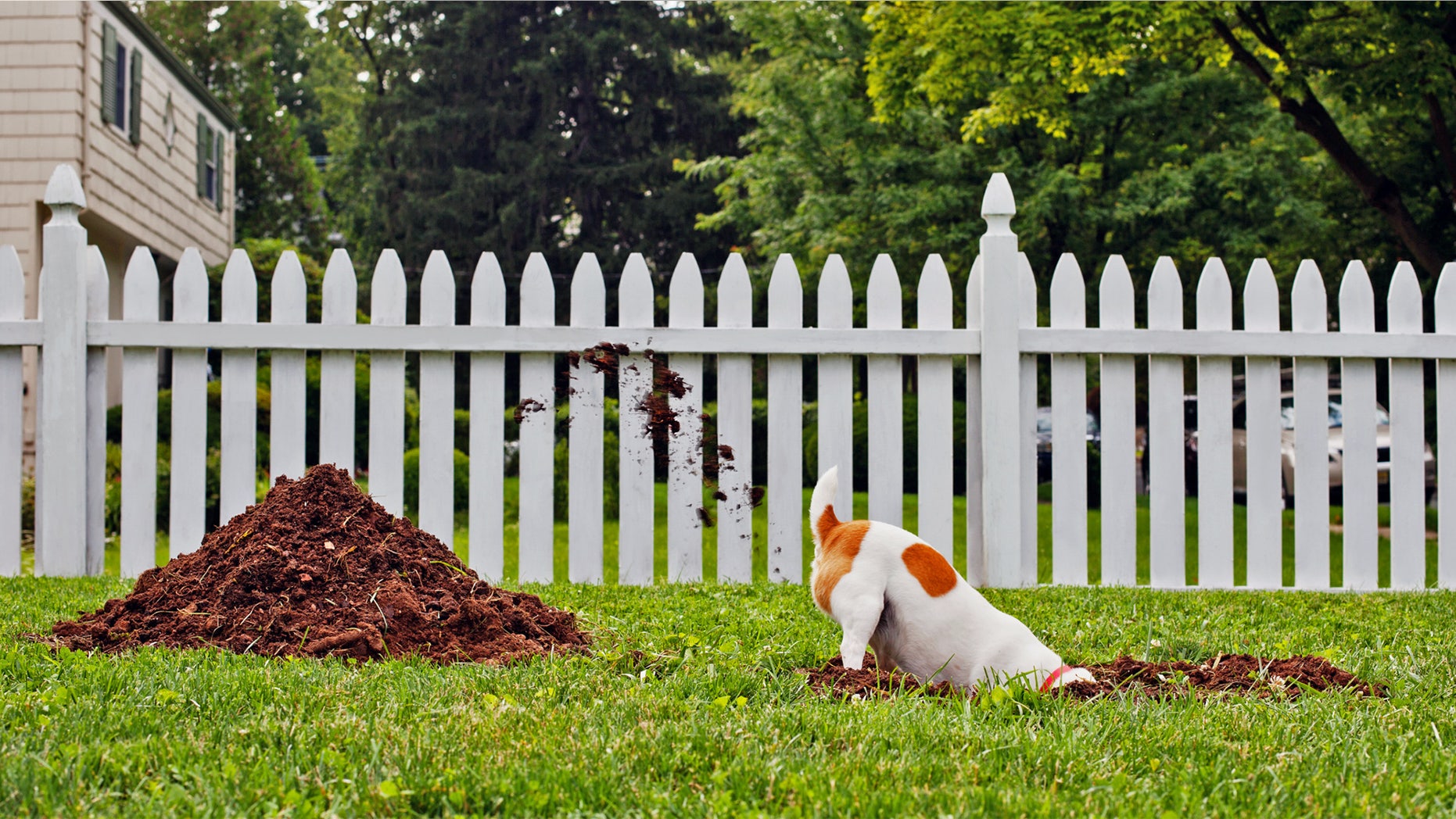 Dog digging hole in yard