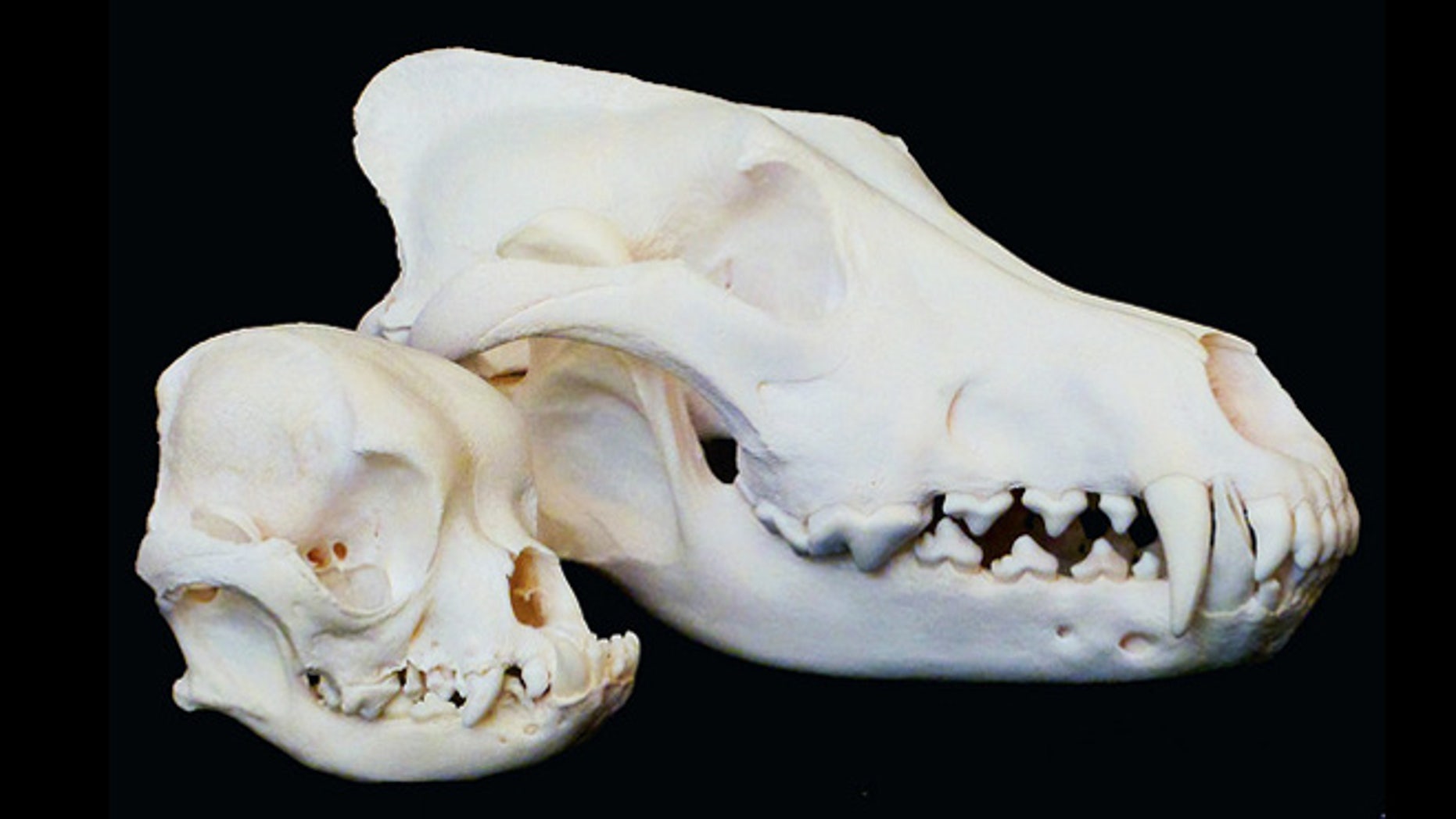 The Genes Behind Fido S Facial Features Fox News   Dog Skulls 