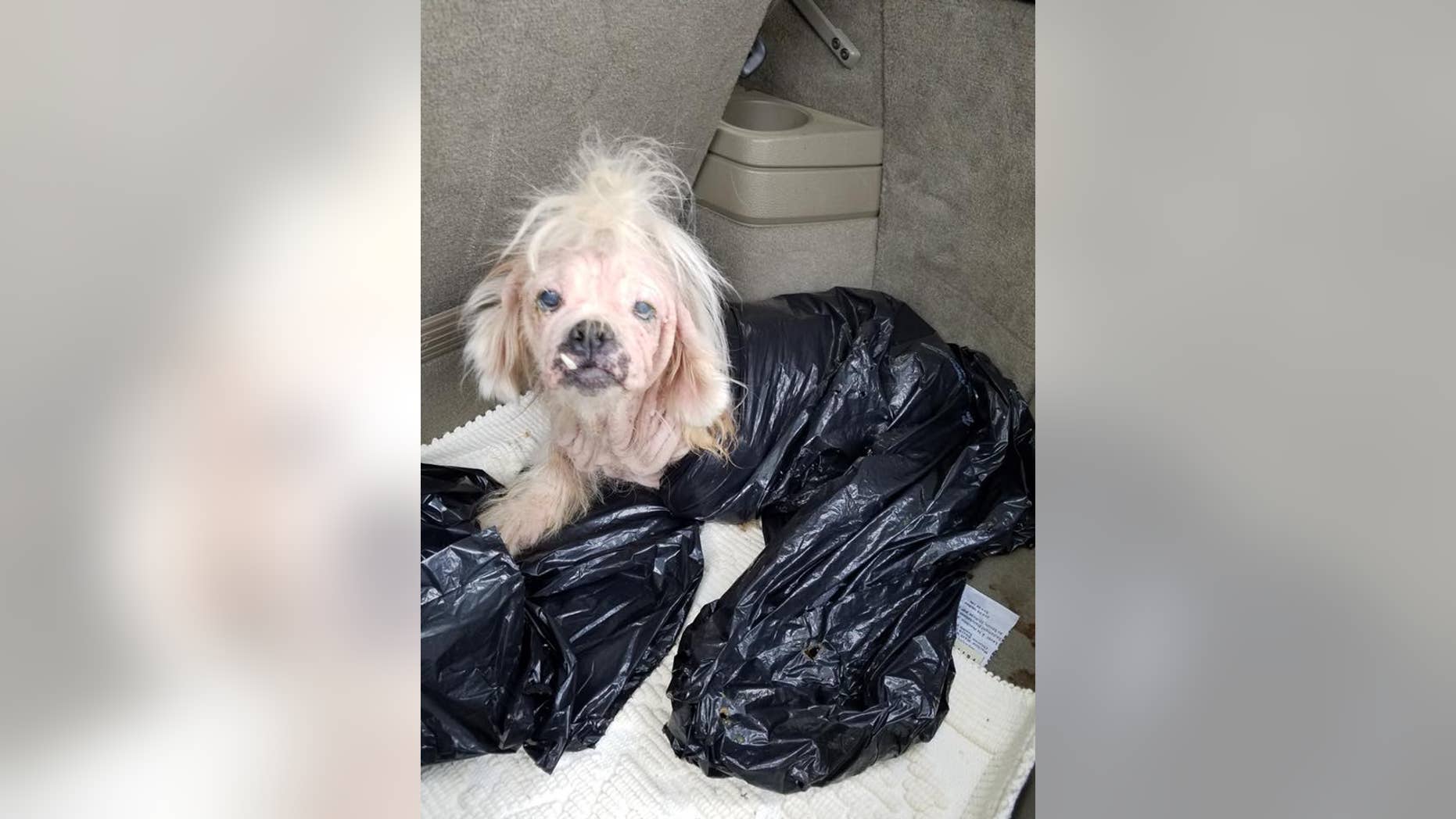 The dog, which as since been named Annabelle, was found in a garbage bag this week.