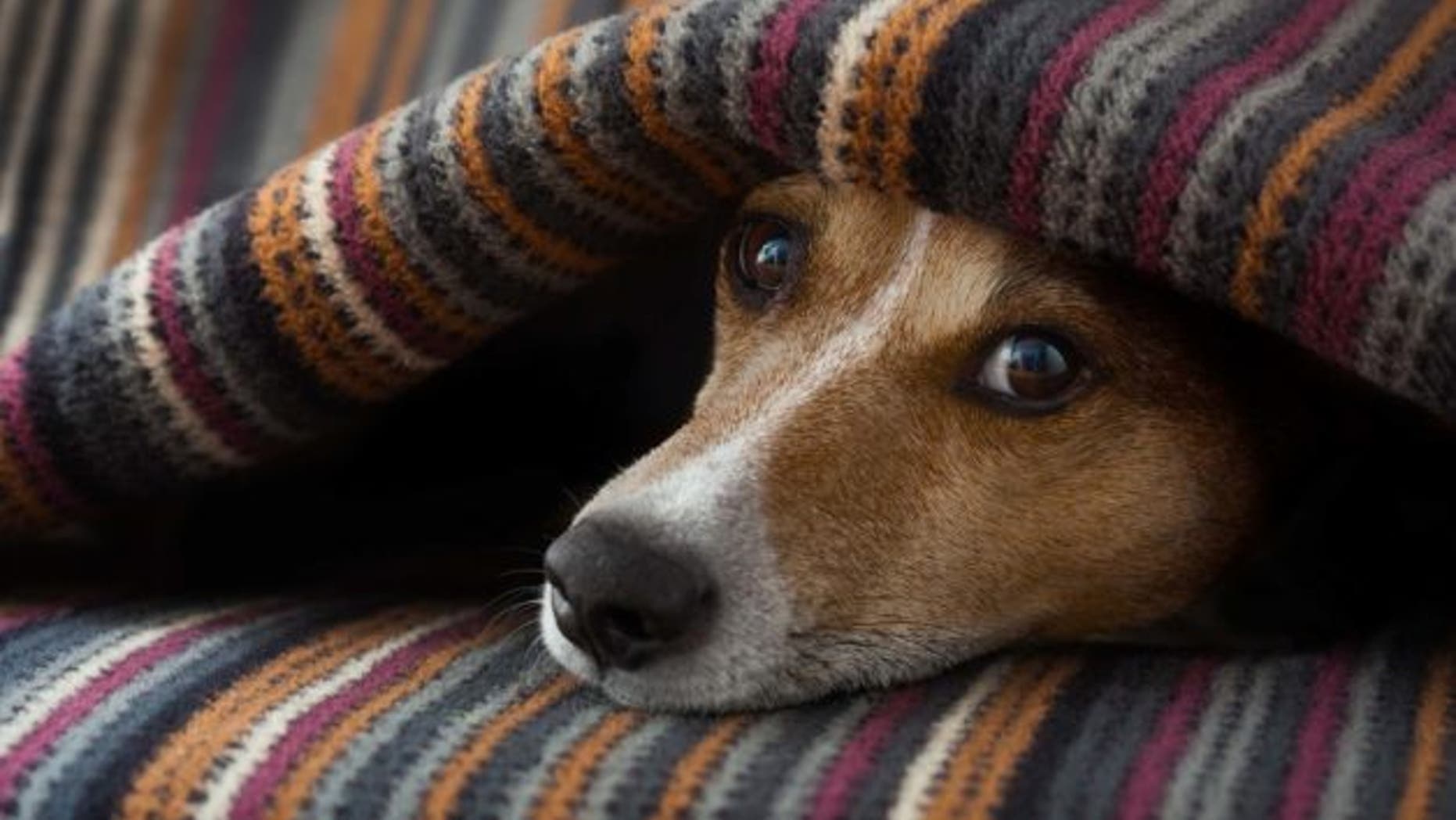 dog-under-blanket