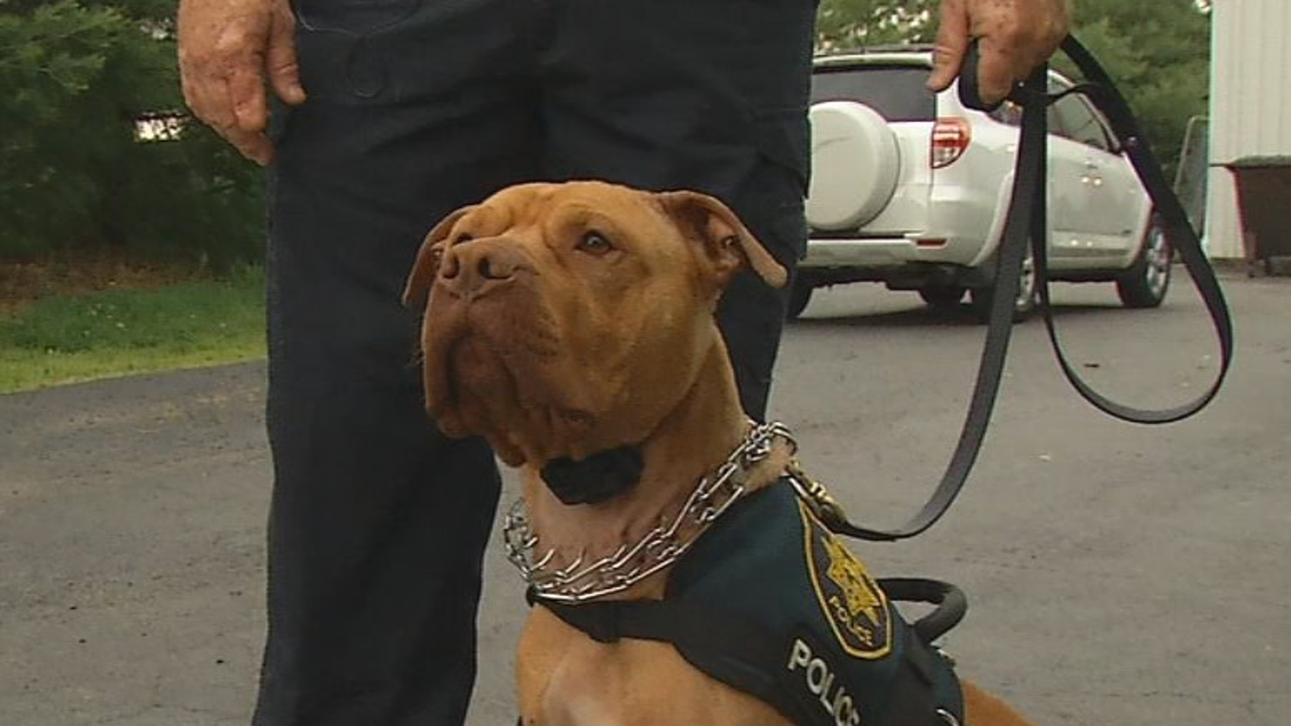 Ohio pit bull slated for euthanasia police dog Fox News