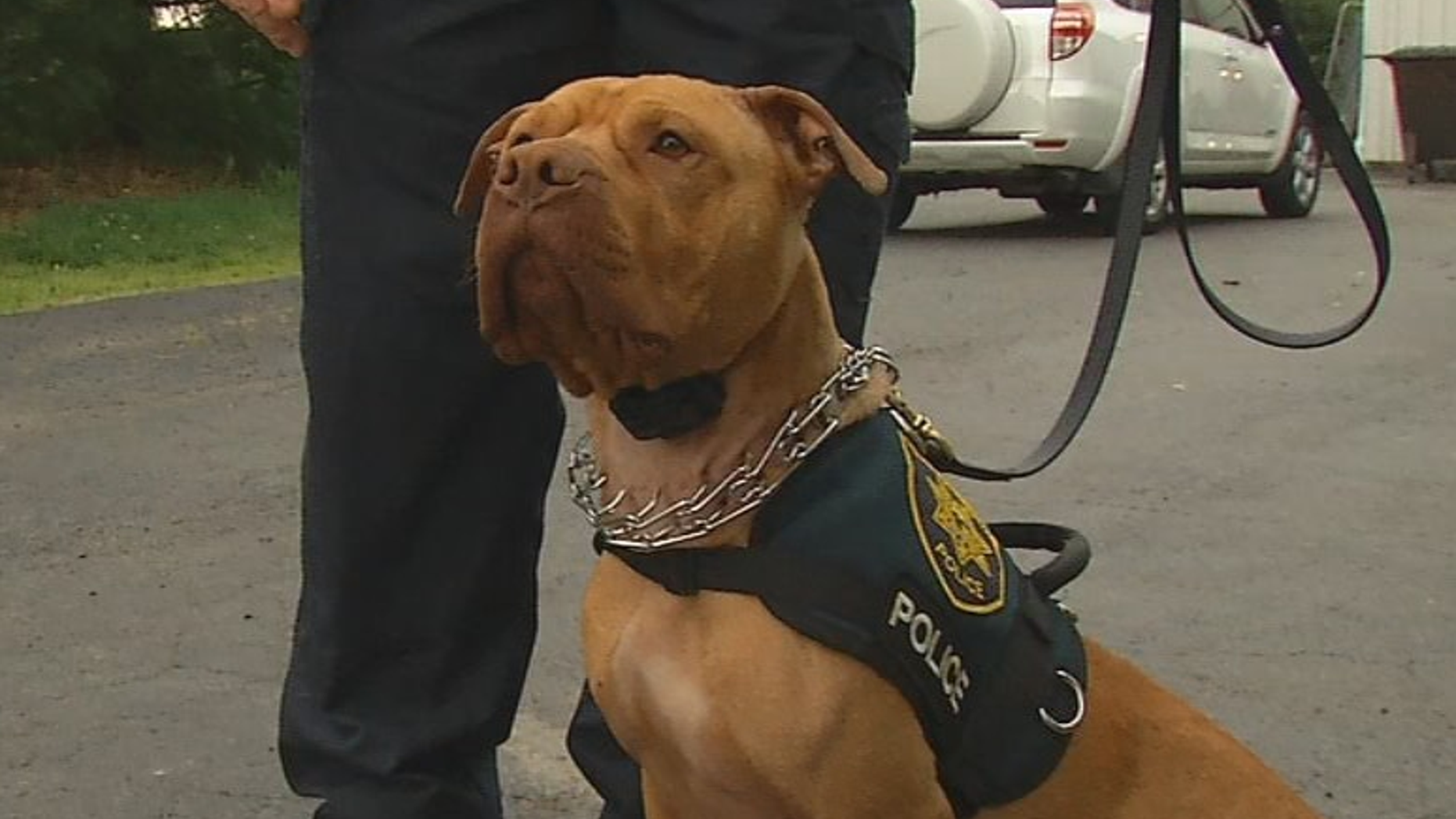 Leonard, the pit bull, was set to be euthanized at a Marysville, Ohio, shelter but will now be the first K9 for the Clay Township Police Department.