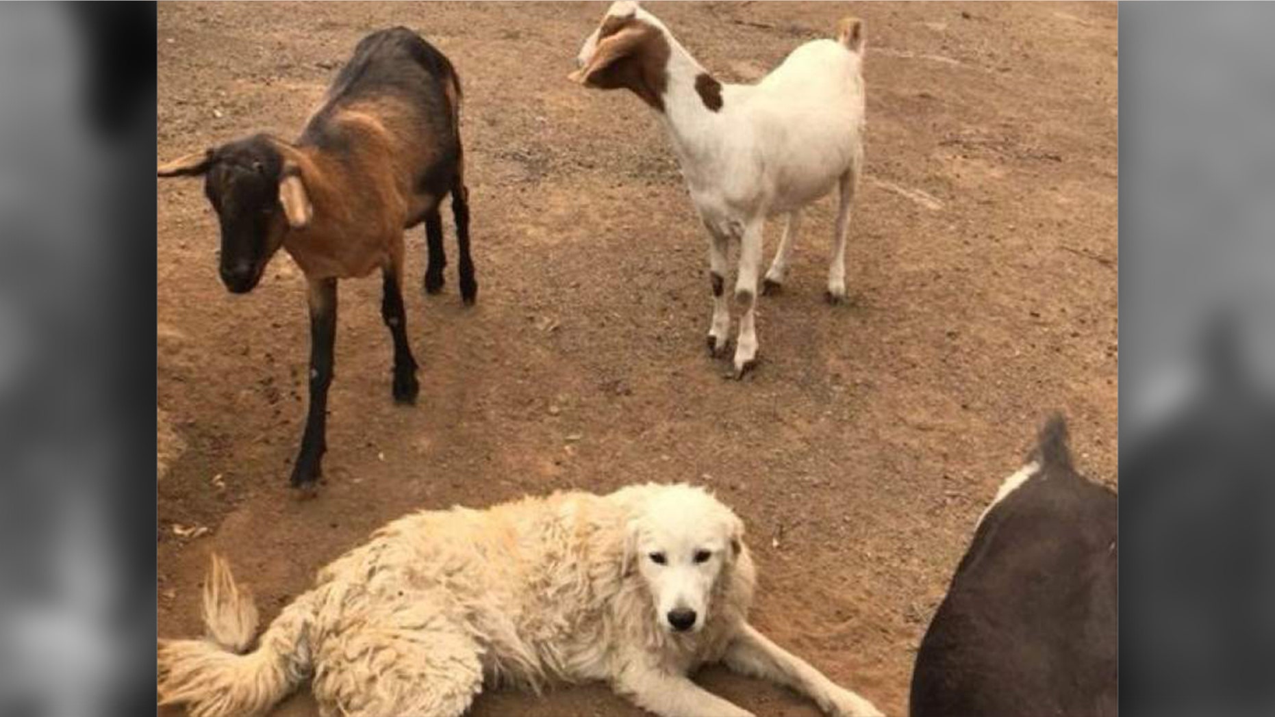 Odin, a Great Pyrenees, protected eight bottle-fed rescue goats during the wildfires in Sonoma County.