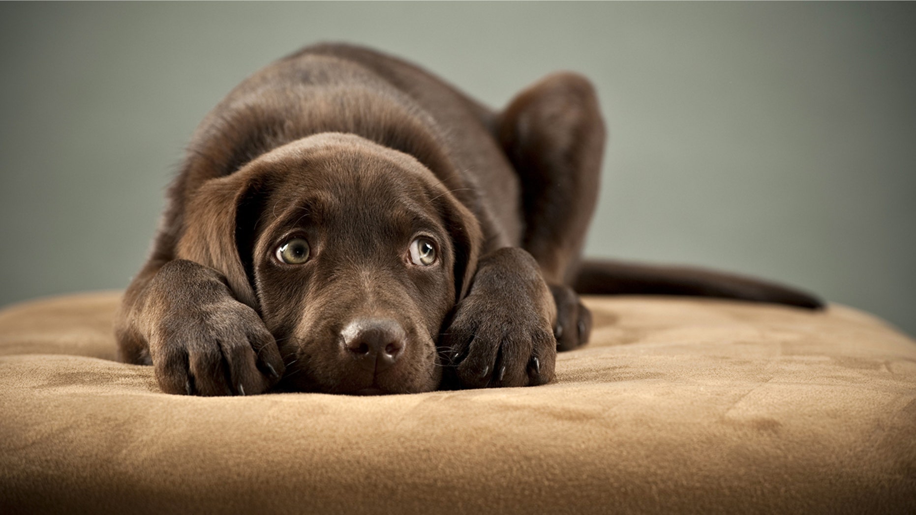 No-pet policies can prove challenging for hotels to navigate during weather emergencies.
