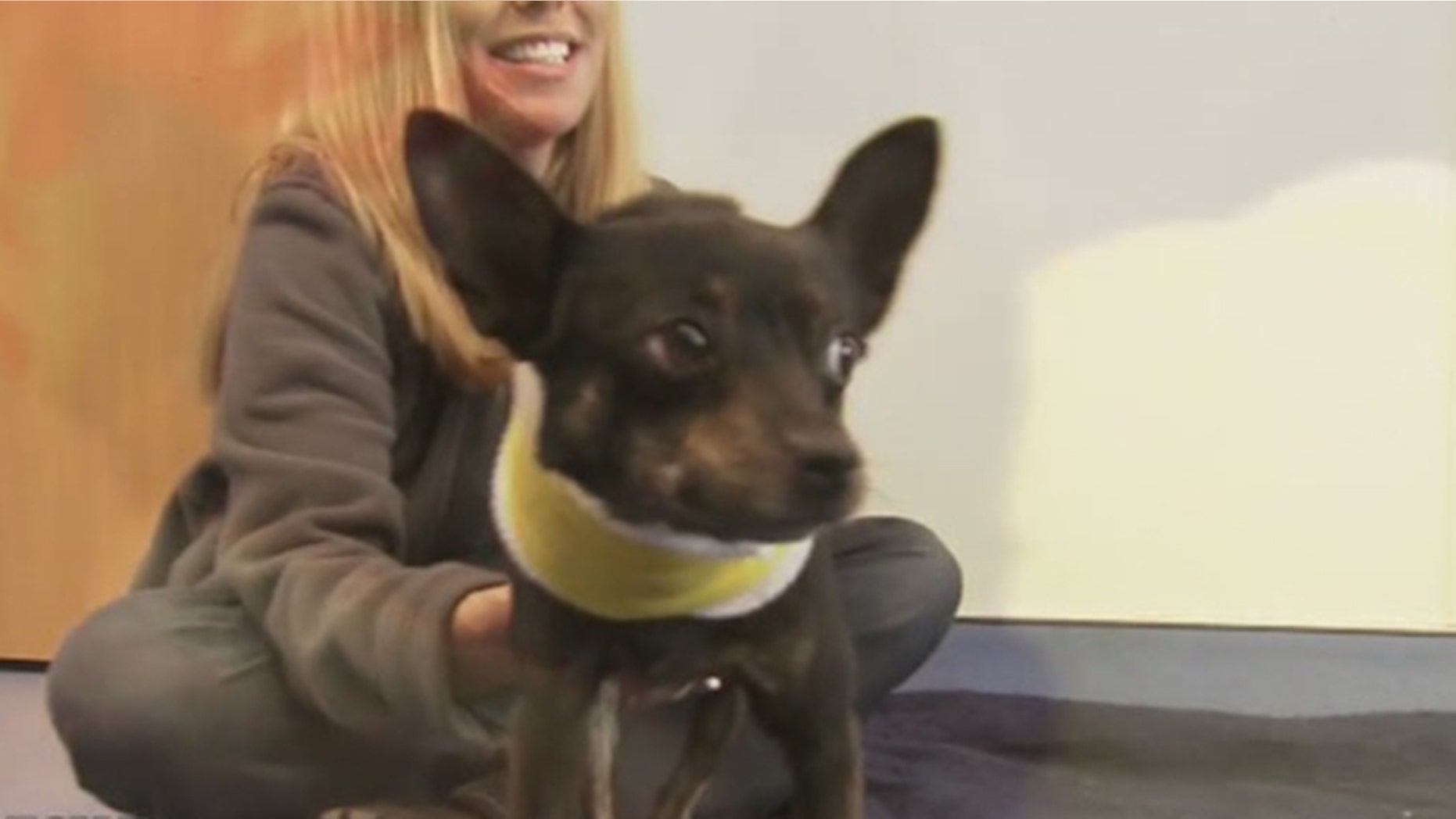 Poncho, a stray dog in Georgia, was brought to DeKalb County Animal Services when he was found with a cord wrapped around his neck and a torn trachea.
