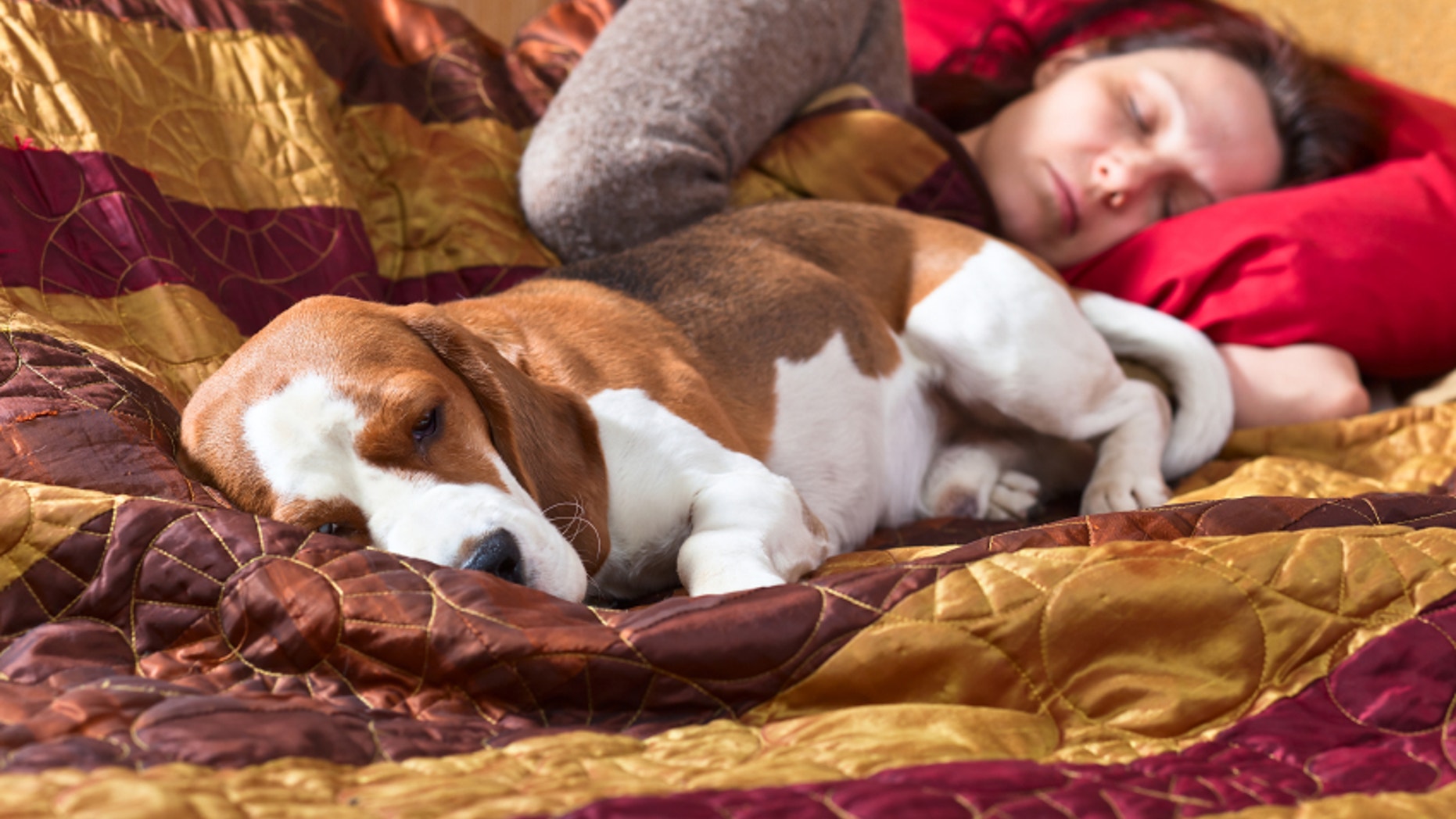 The sleeping woman and its dog in bedroom,focus on foreground