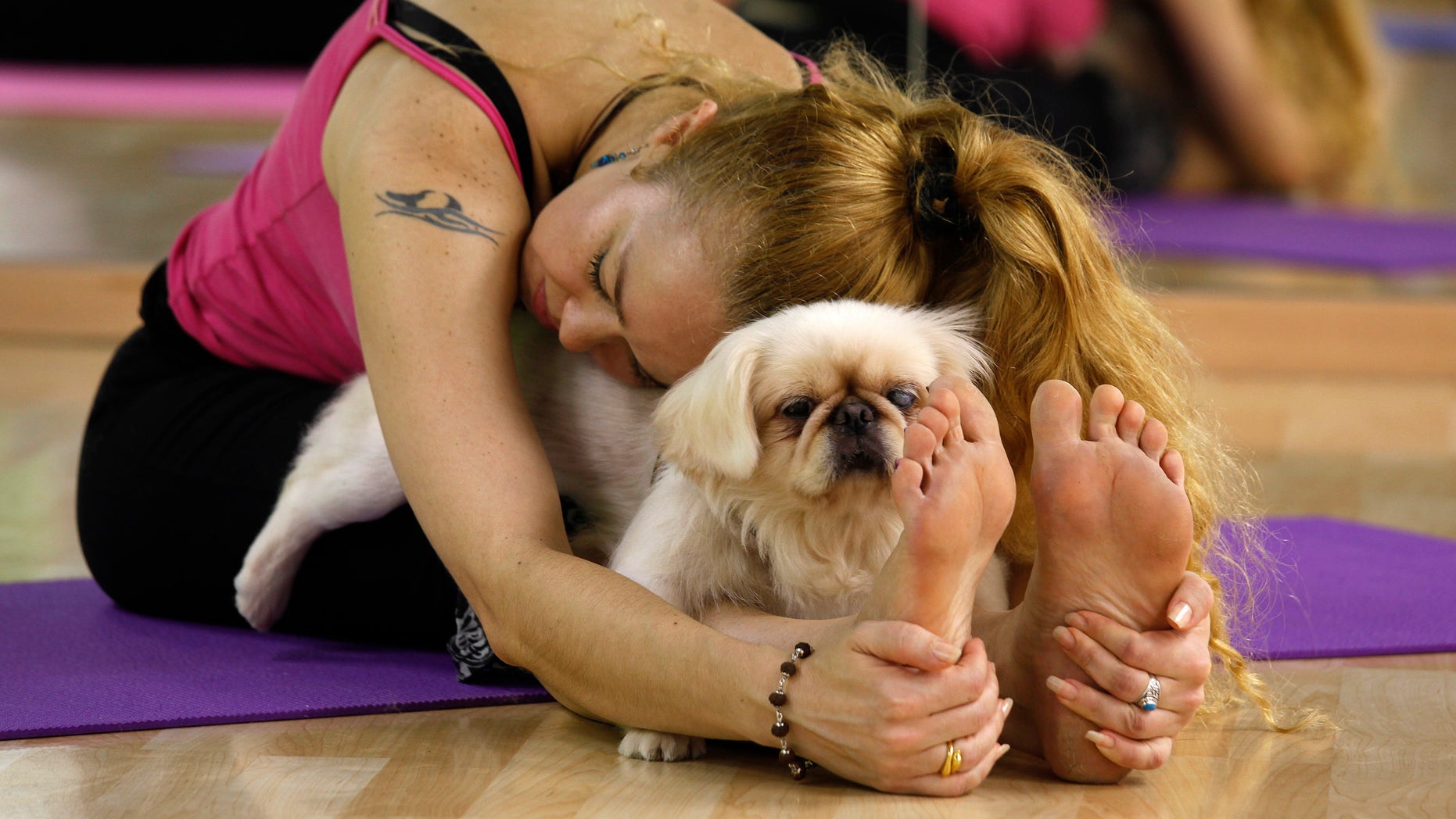 Instructor Suzette Ackermann performs yoga with Snowball, a Pekingese, during a "doya", or dog yoga, lesson in Hong Kong August 20, 2011. The class aims to help dogs find their 'inner' peace and maintain a close relationship with dog lovers, according to the instructors. Picture taken August 20, 2011. REUTERS/Bobby Yip (CHINA - Tags: SOCIETY ANIMALS) - RTR2Q7ZB
